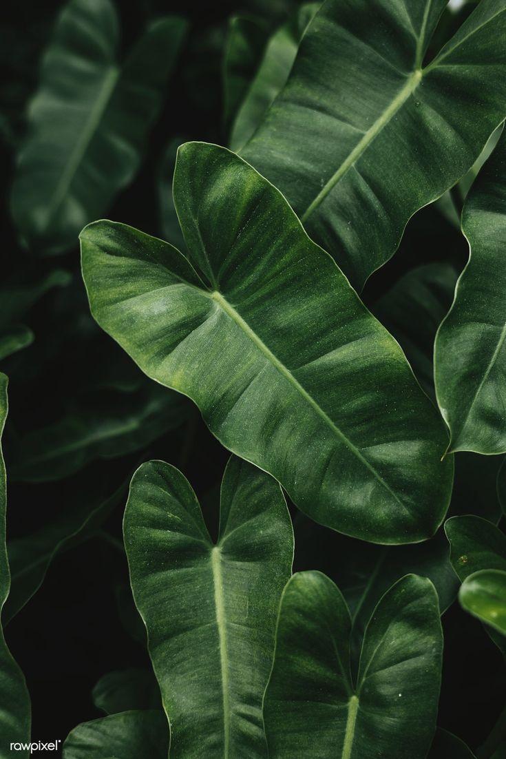 735x1102 Tropical foliage textured pattern background. free image. Plant wallpaper, Plant texture, Plants