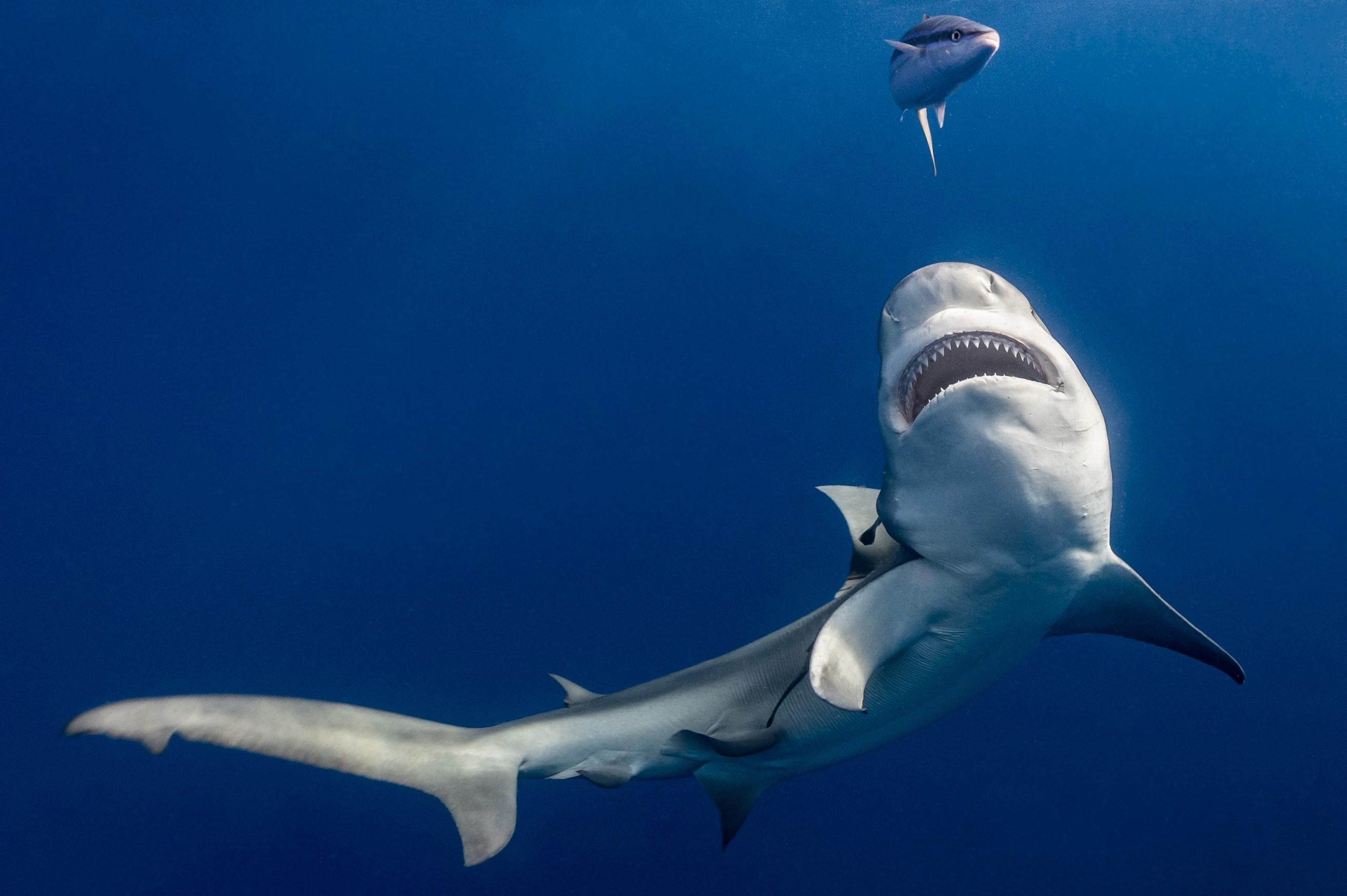 2625x1746 These Stunning Photo Celebrate the Strange Magic of Our Oceans.