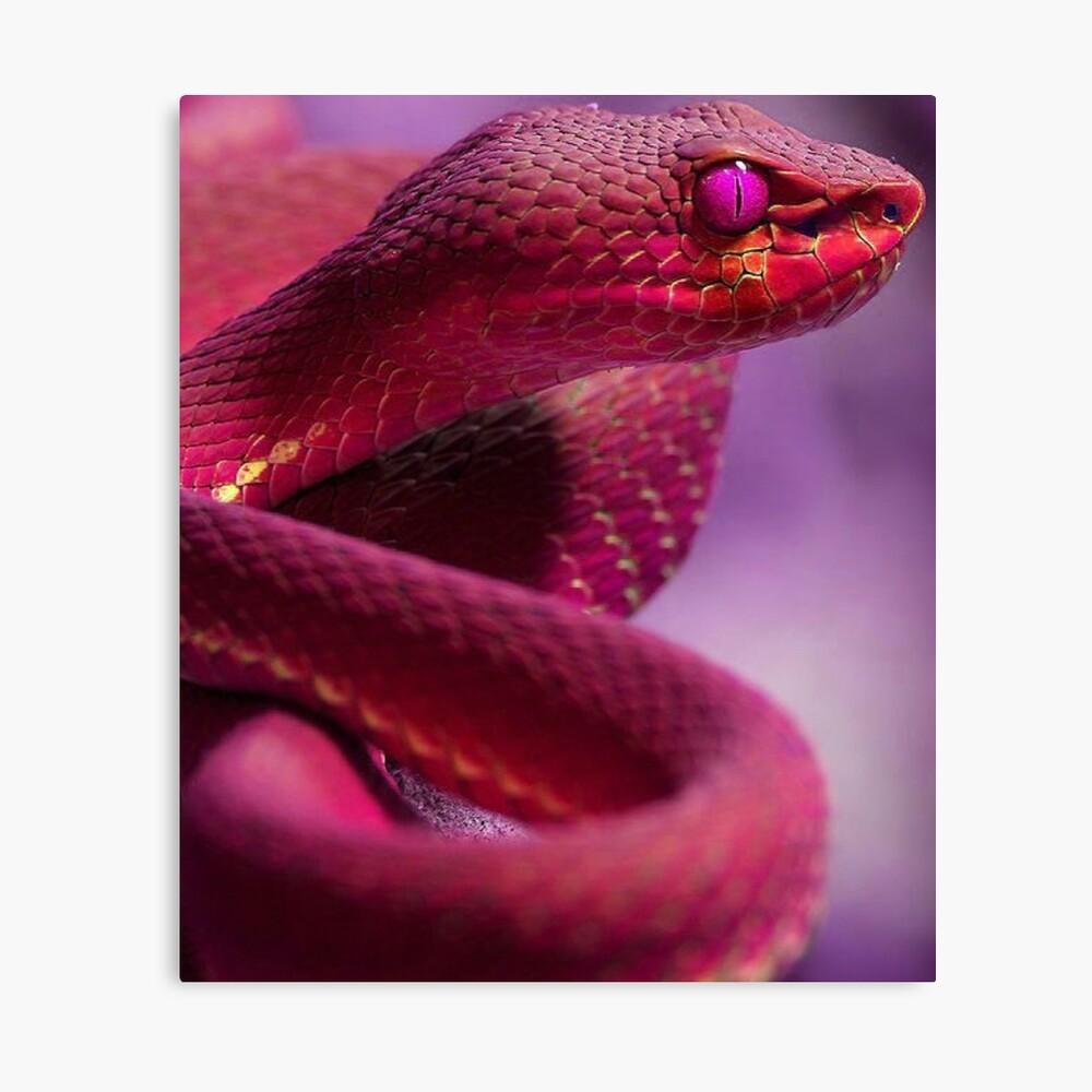 1000x1000 Pink Snake Photographic Print