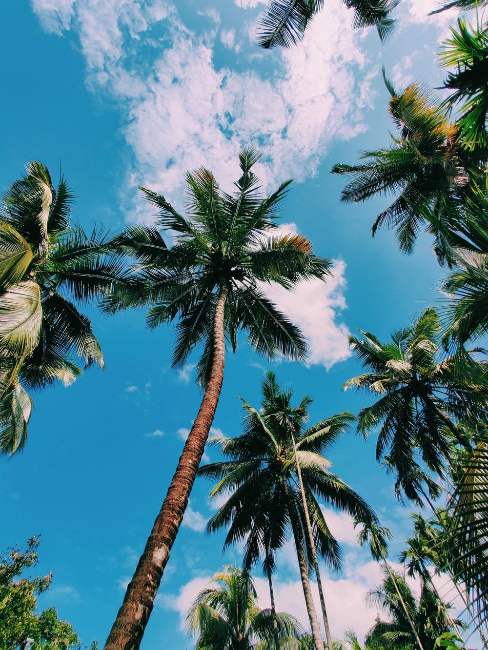 1000x1333 Coconut Trees Picture. Download Free Image