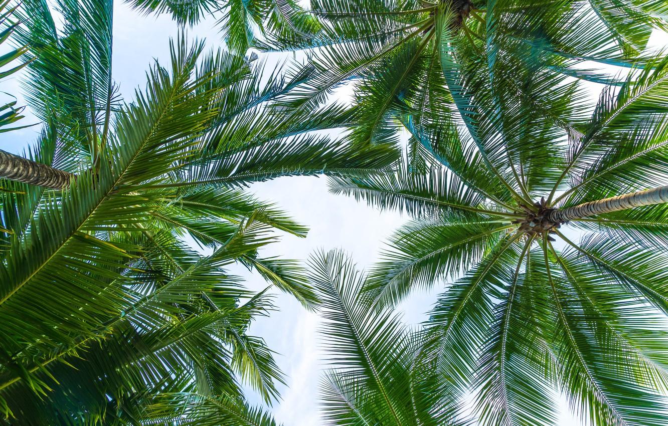 Coconut Palms Wallpapers - Top Free Coconut Palms Backgrounds