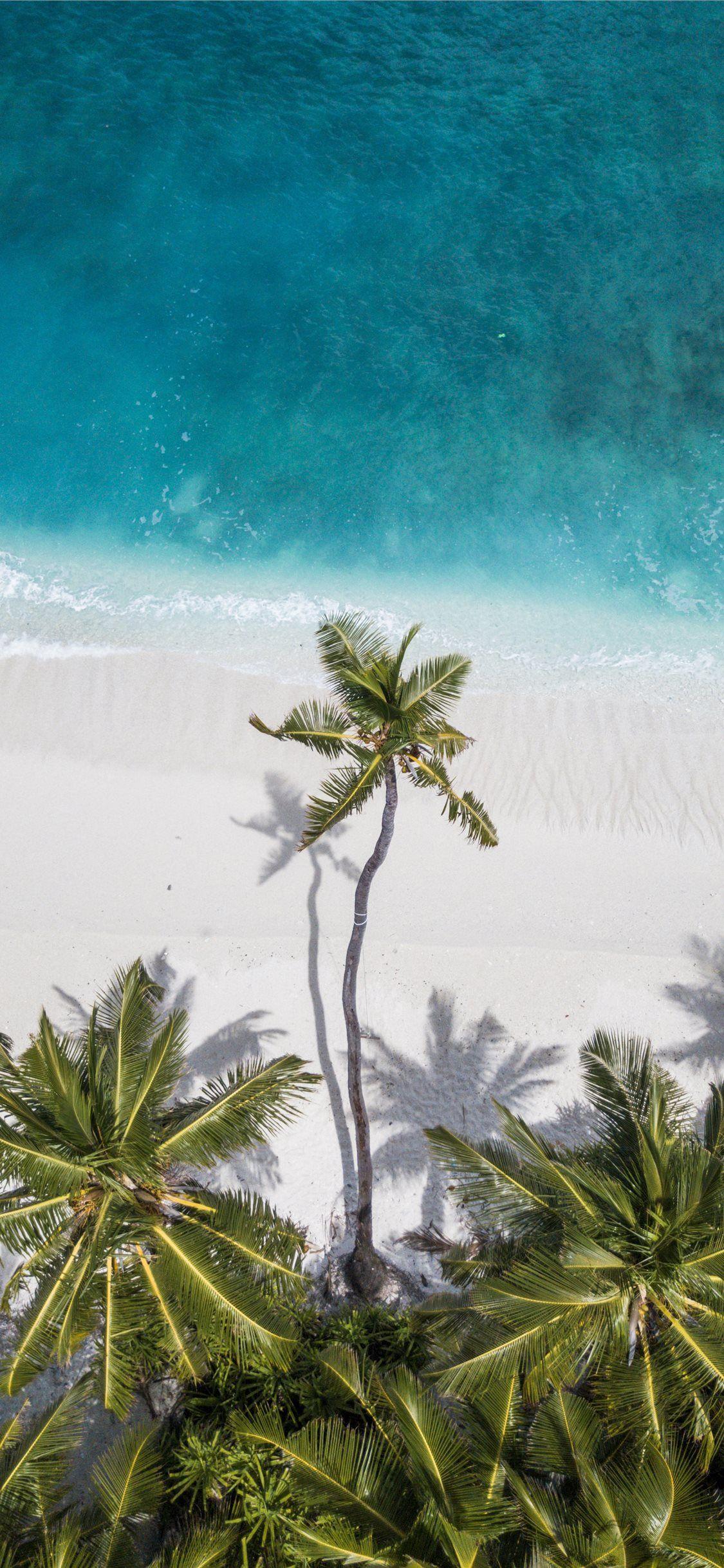 1125x2436 Coconut Trees Near Shore #palm Tree #tree #water #ocean #Maldives. Palm Trees Wallpaper, Aerial Photography Drone, Drone Photography