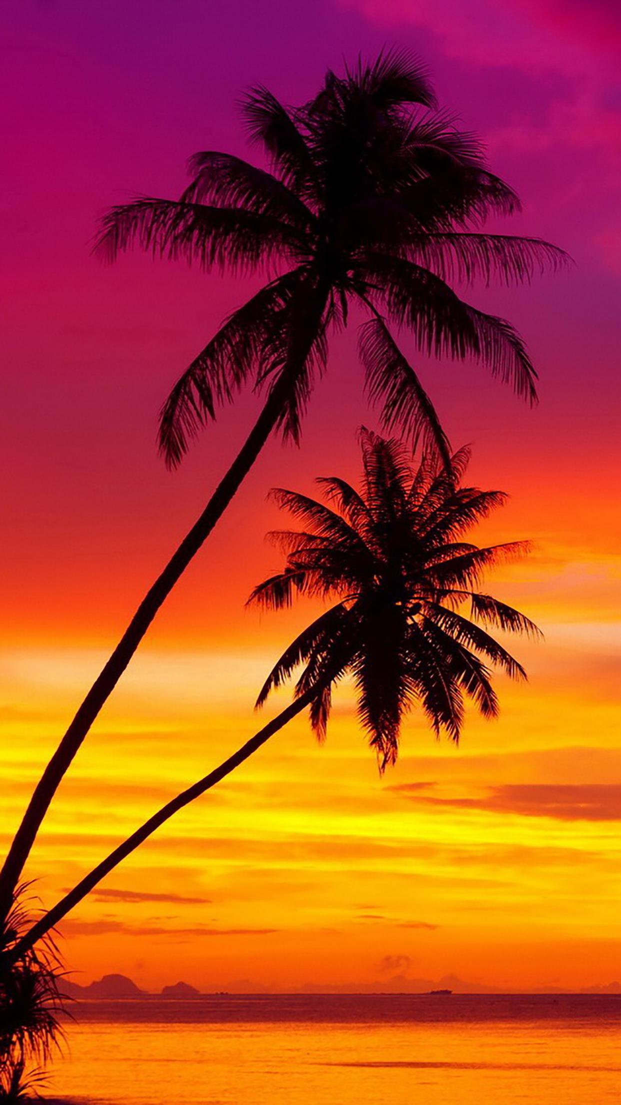 1242x2208 Coconut Palm : 3 Wallpaper for iPhone Pro Max, X, 6