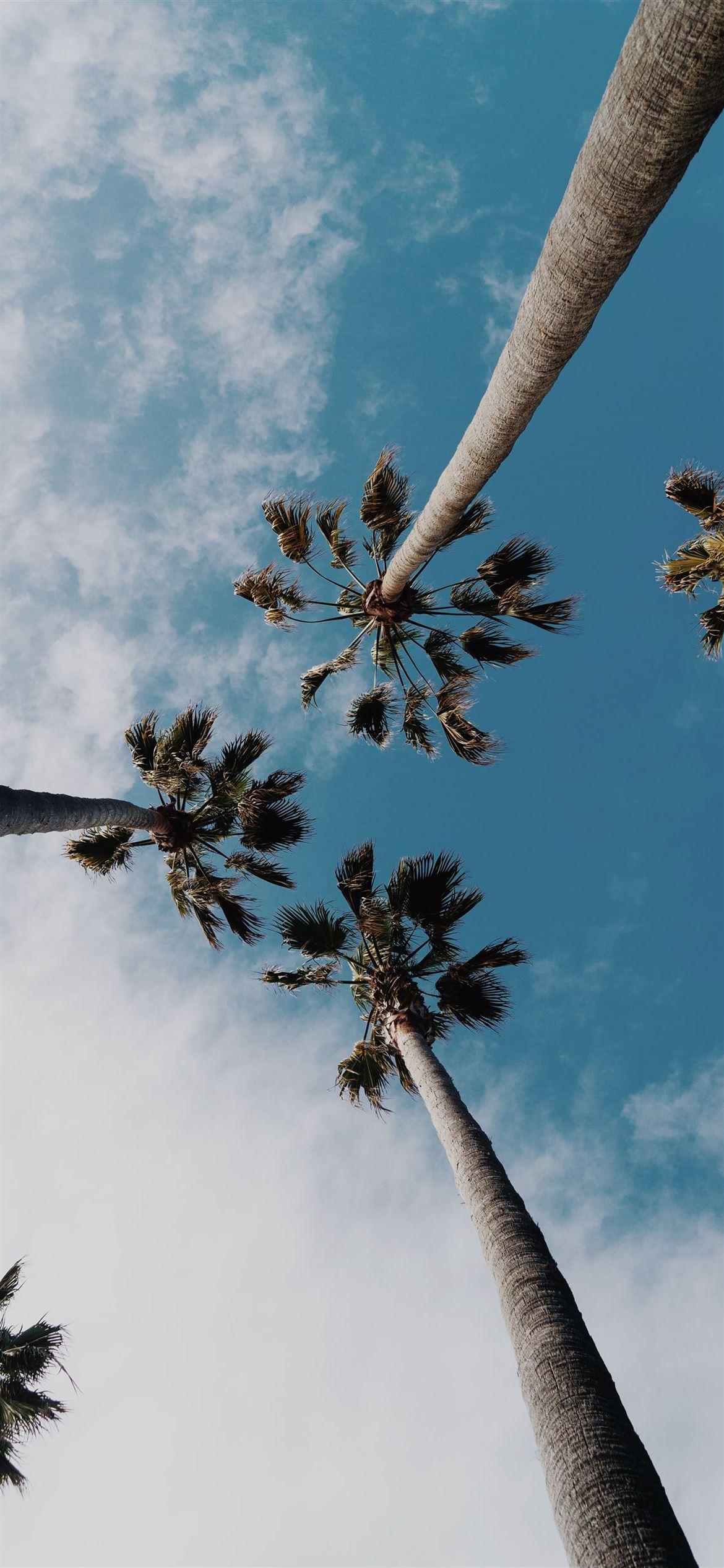 1170x2532 worms eyeview photography of coconut trees iPhone 12 Wallpaper Free Download