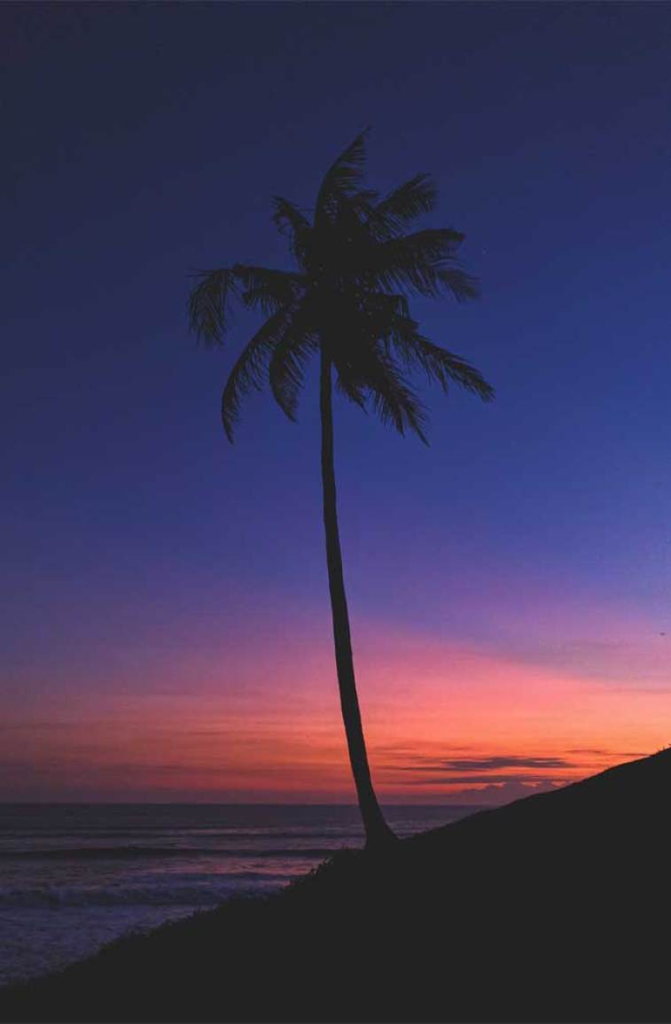 757x1156 Coconut tree indigo and orange sky Wallpaper