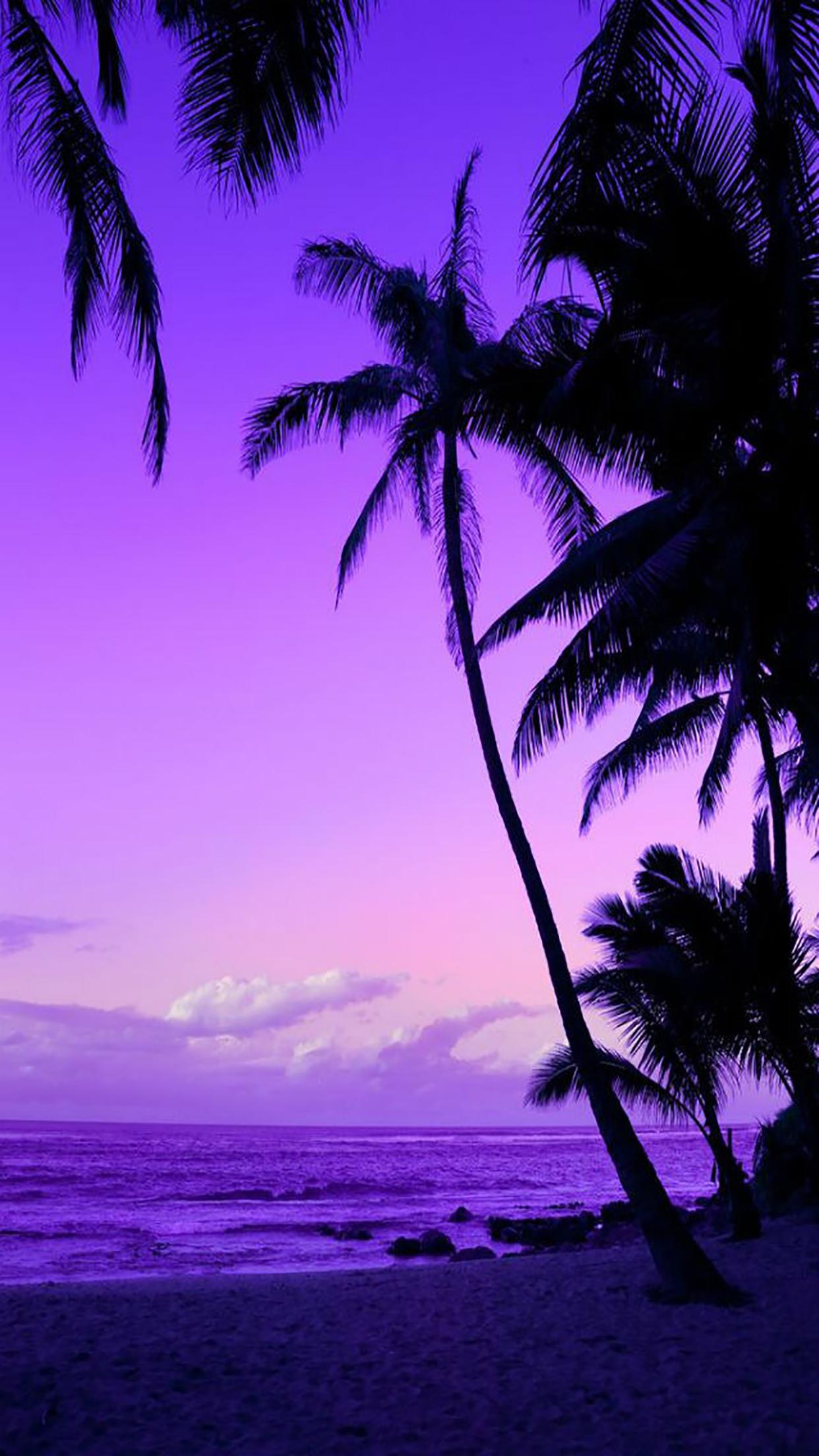 Coconut Palms Wallpapers Top Free Coconut Palms Backgrounds