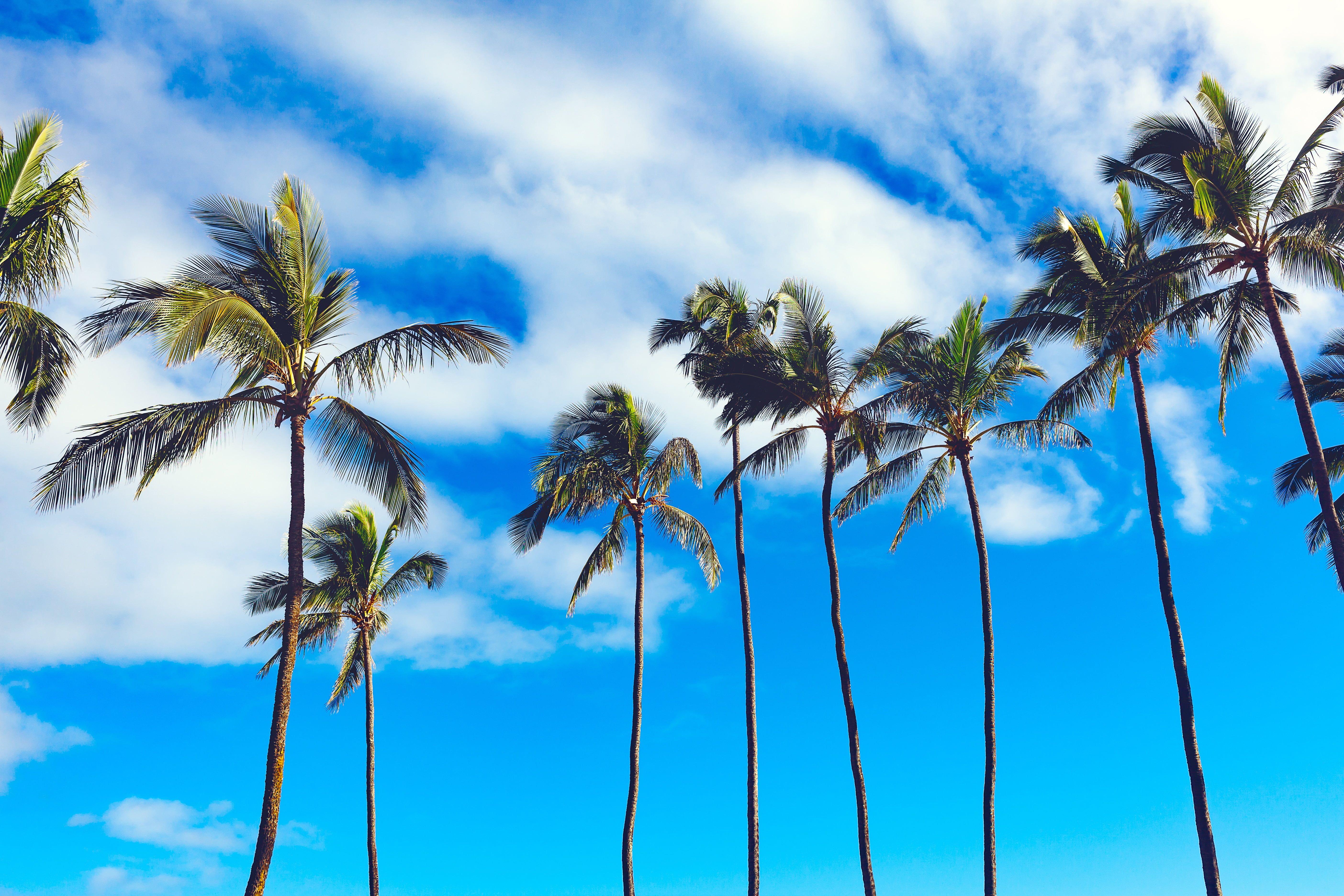 5616x3744 Coconut Wallpaper, HD Coconut Background