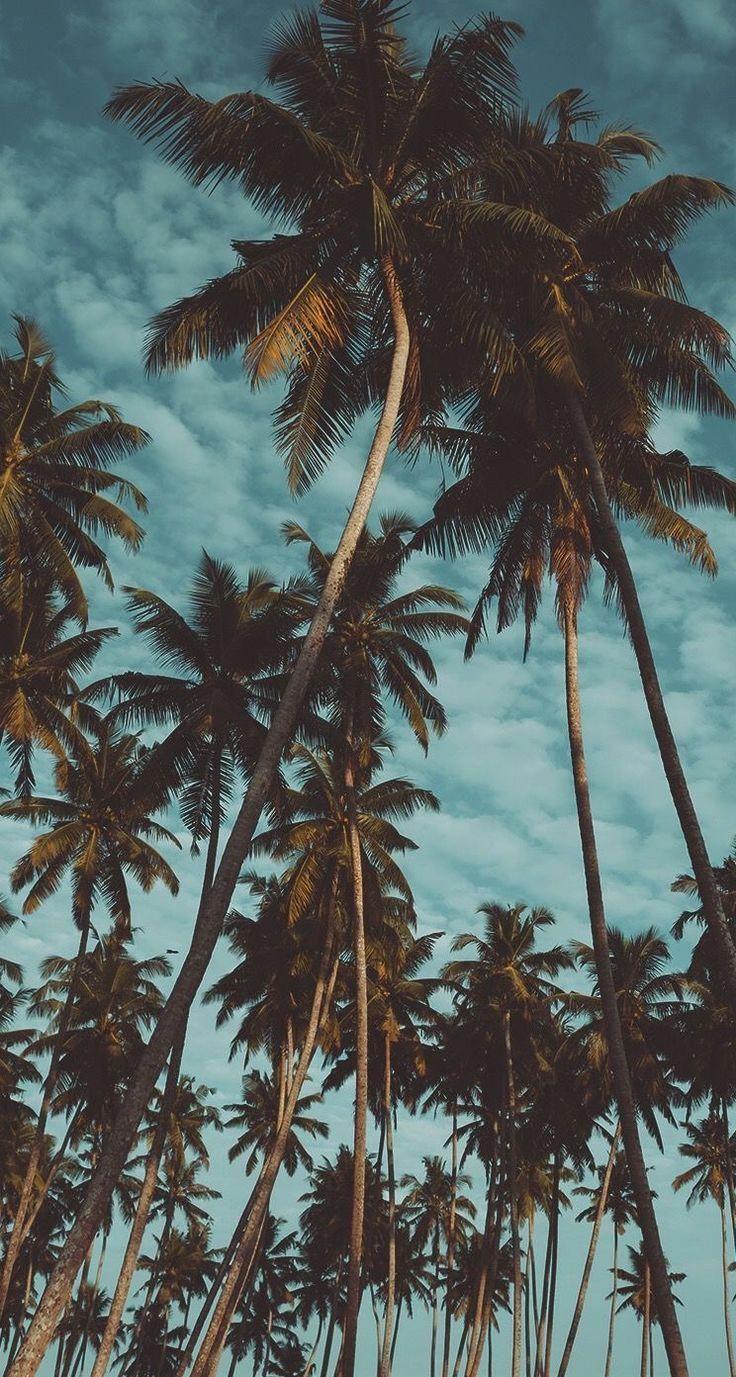 736x1377 iPhone Wallpaper Coconut Tree