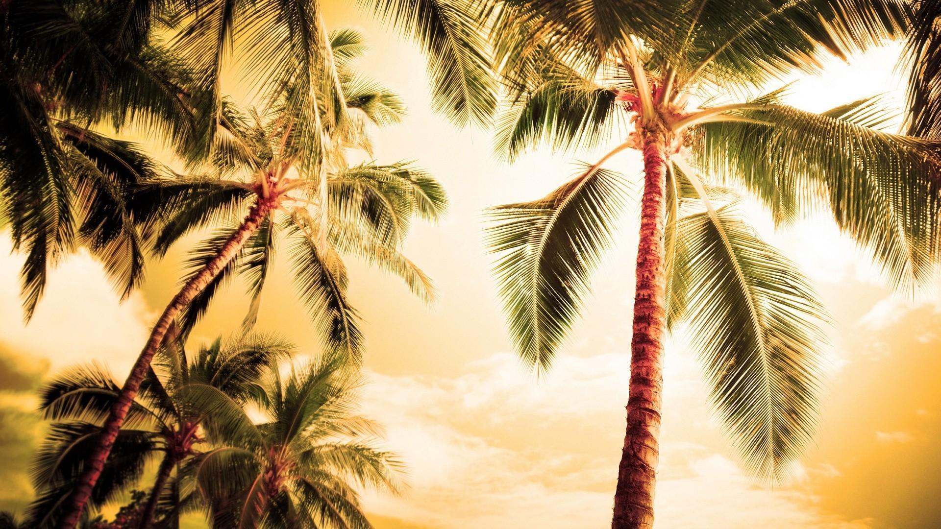 1920x1080 Palm Trees Wallpaper