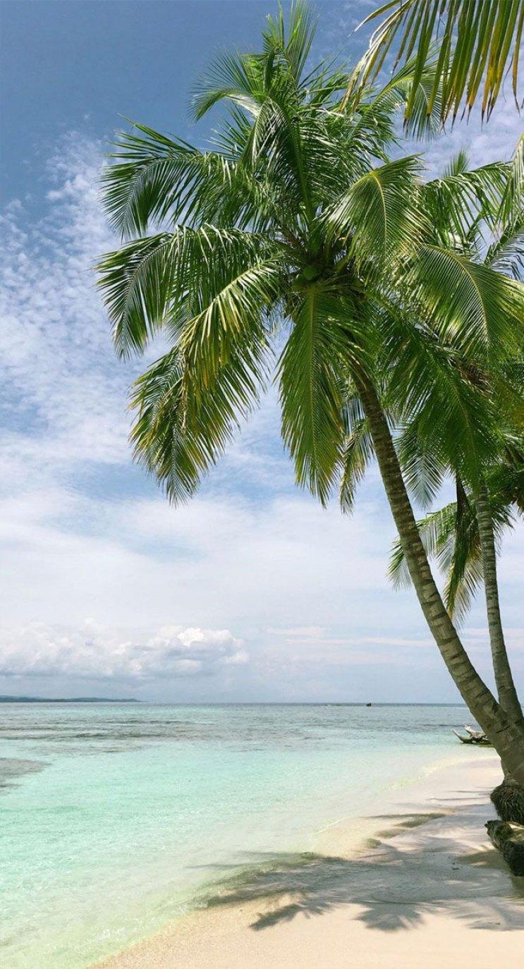 743x1374 Coconut tree on the beach iphone wallpaper, beach iphone wallpaper