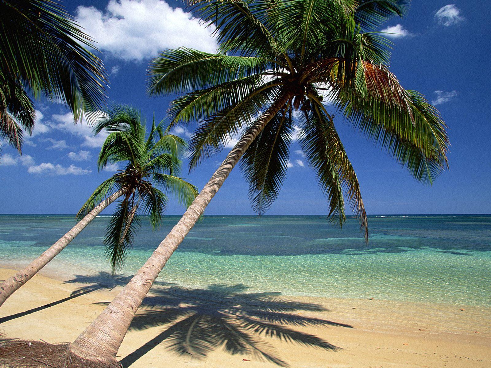 1600x1200 Coconut Palm Tree, Picture & Facts on Coconut Palm Trees