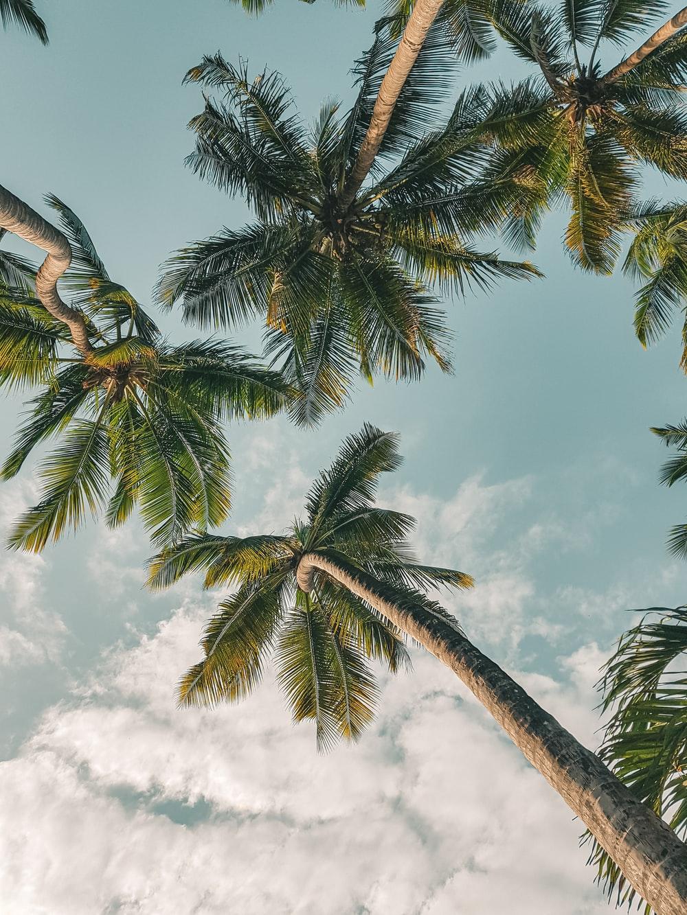 1000x1333 Coconut Tree Picture [HD]. Download Free Image