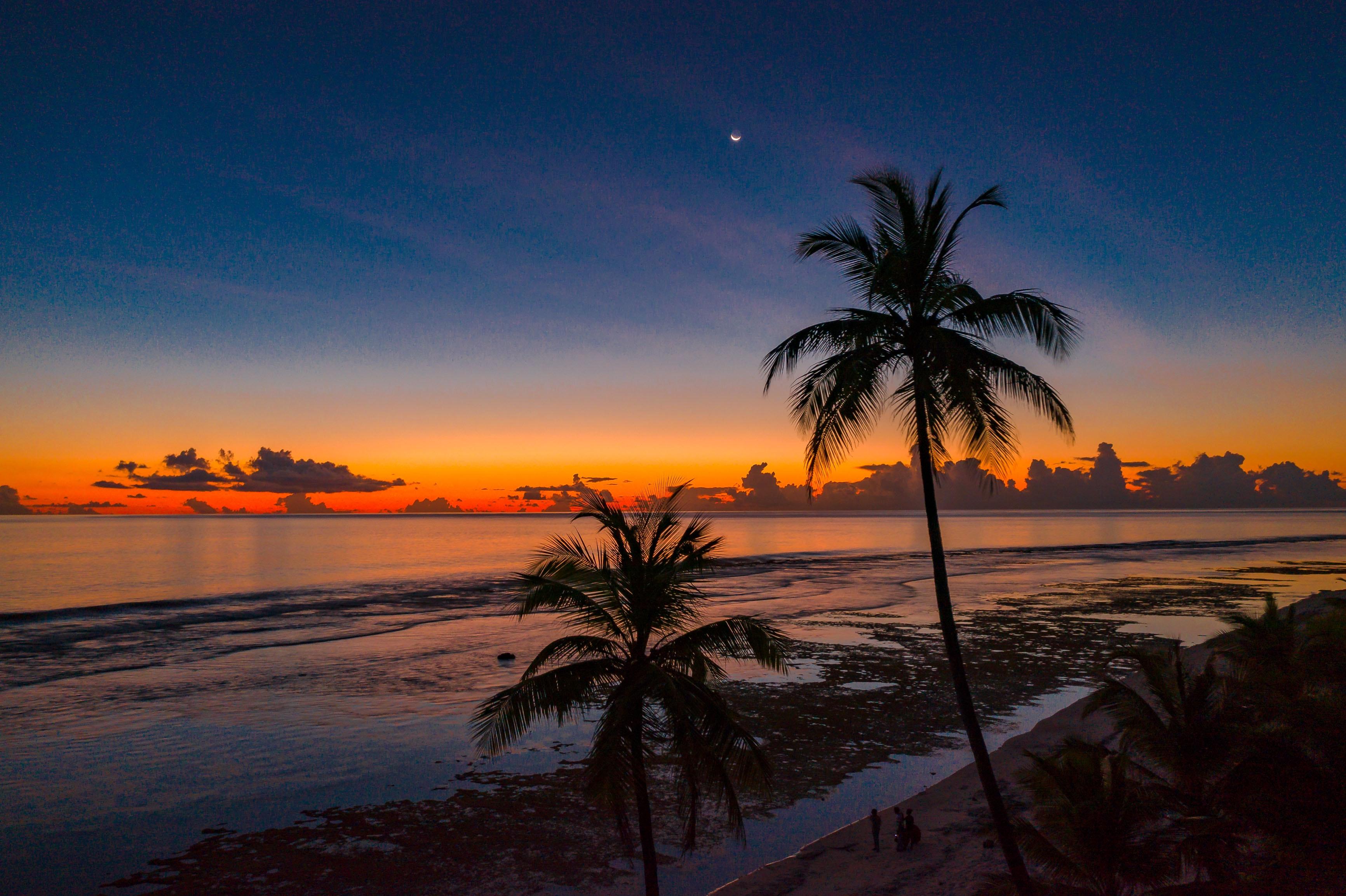 3465x2308 Coconut Trees 4k, HD Nature, 4k Wallpaper, Image, Background, Photo and Picture