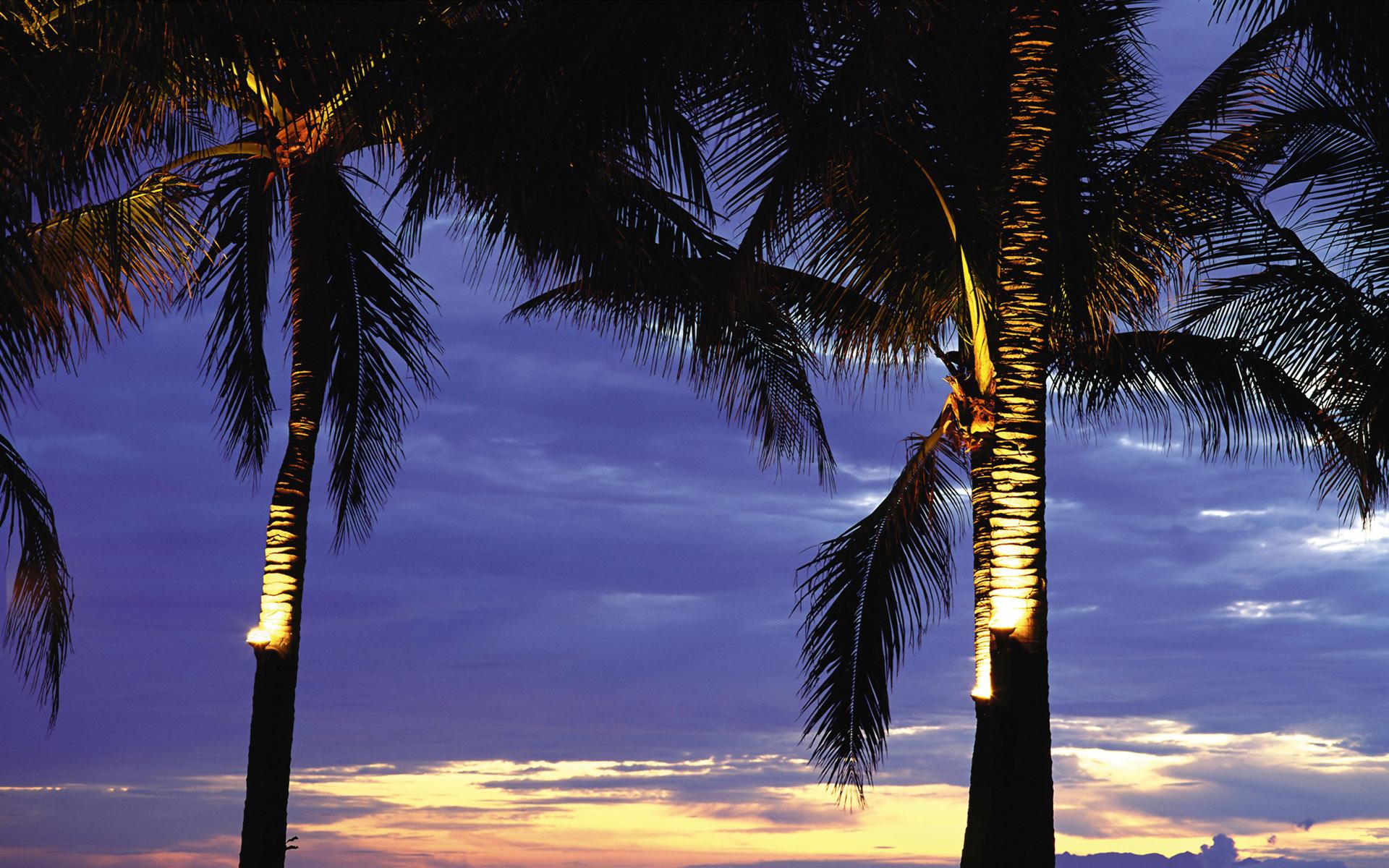 1920x1200 Palm trees at sunset Desktop wallpaper 1280x720