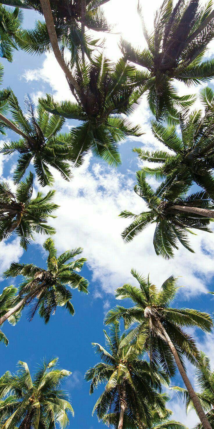 736x1472 palm trees #summer. Palm trees wallpaper, Tree wallpaper iphone, Summer wallpaper