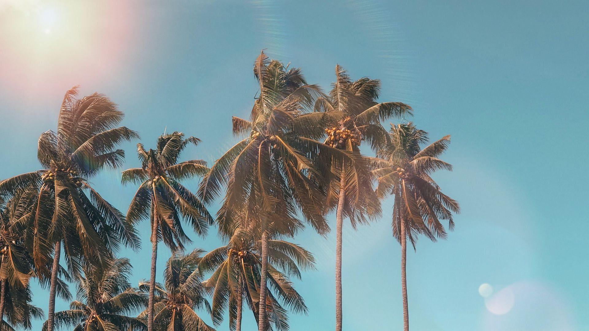 1920x1080 Hawaii Summer Coconut Tree Wallpaper