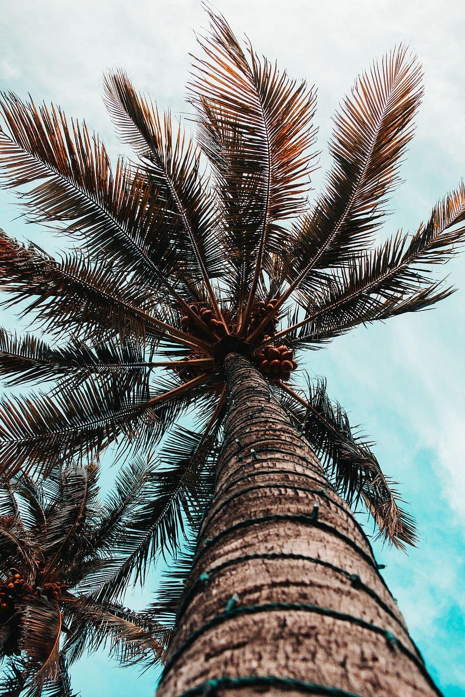 910x1365 Tree, Plant, Palm Tree, Arecaceae, Bird, Animal, Summer, Background iPhone