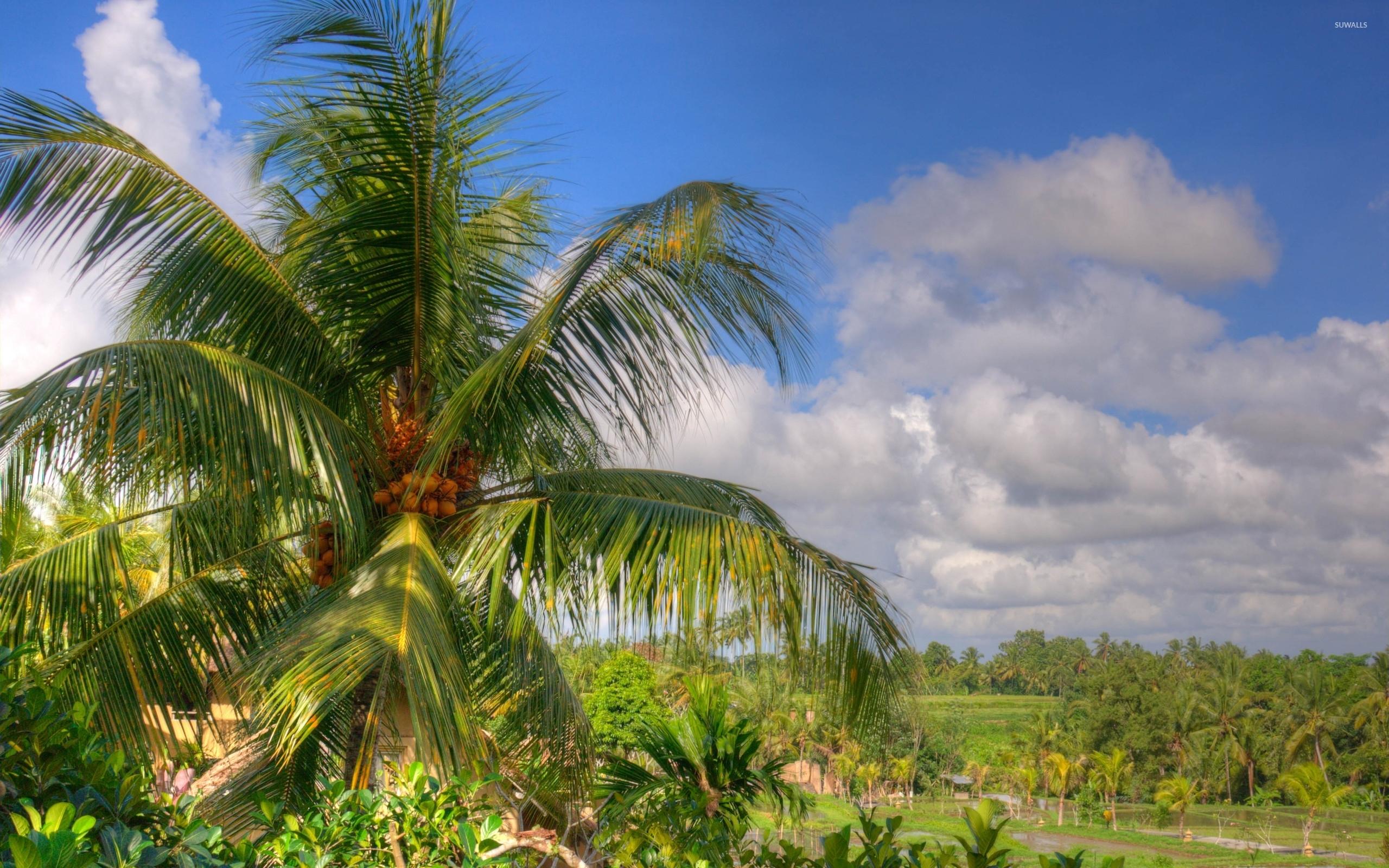 2560x1600 Coconut tree wallpaper wallpaper