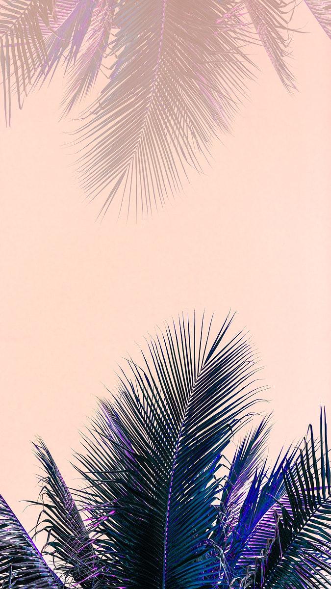 675x1200 Coconut palm leaves mobile wallpaper