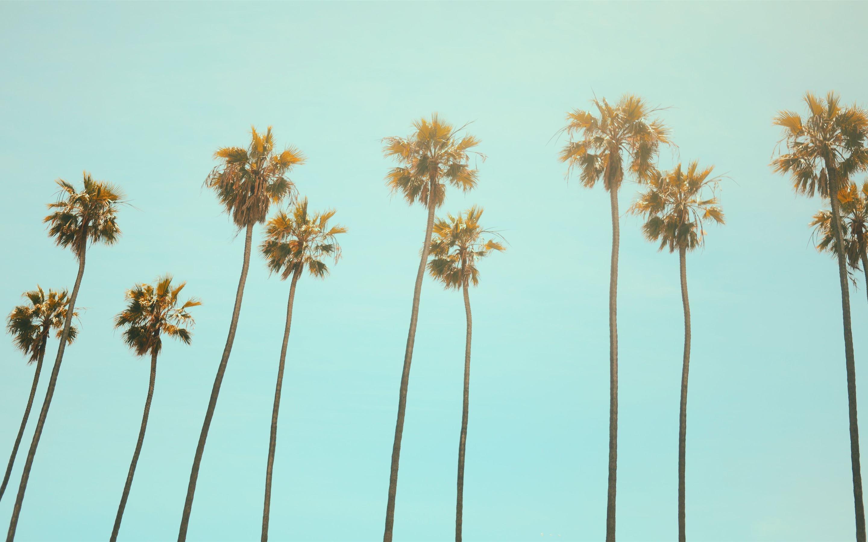 2880x1800 low angle photography coconut tree MacBook Air Wallpaper Download