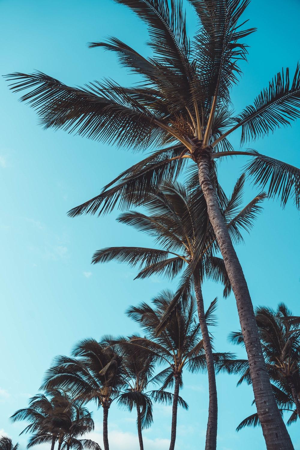 Summer Palm Trees Wallpapers - Top Free Summer Palm Trees Backgrounds