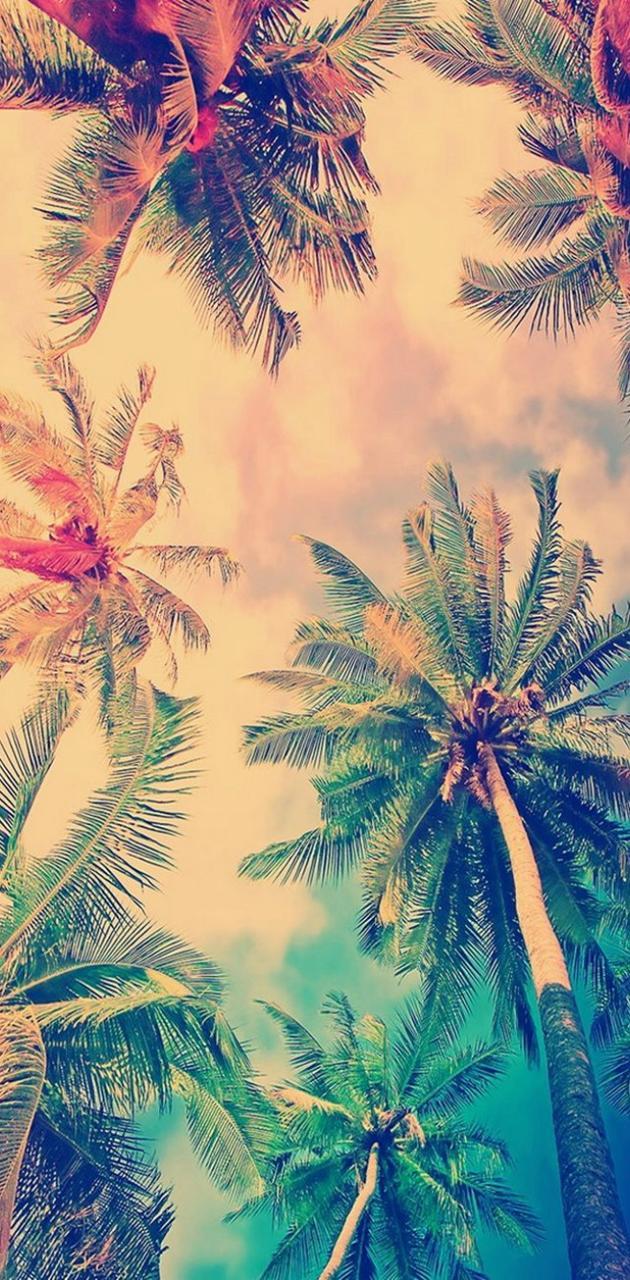 630x1280 Palm Trees Summer wallpaper