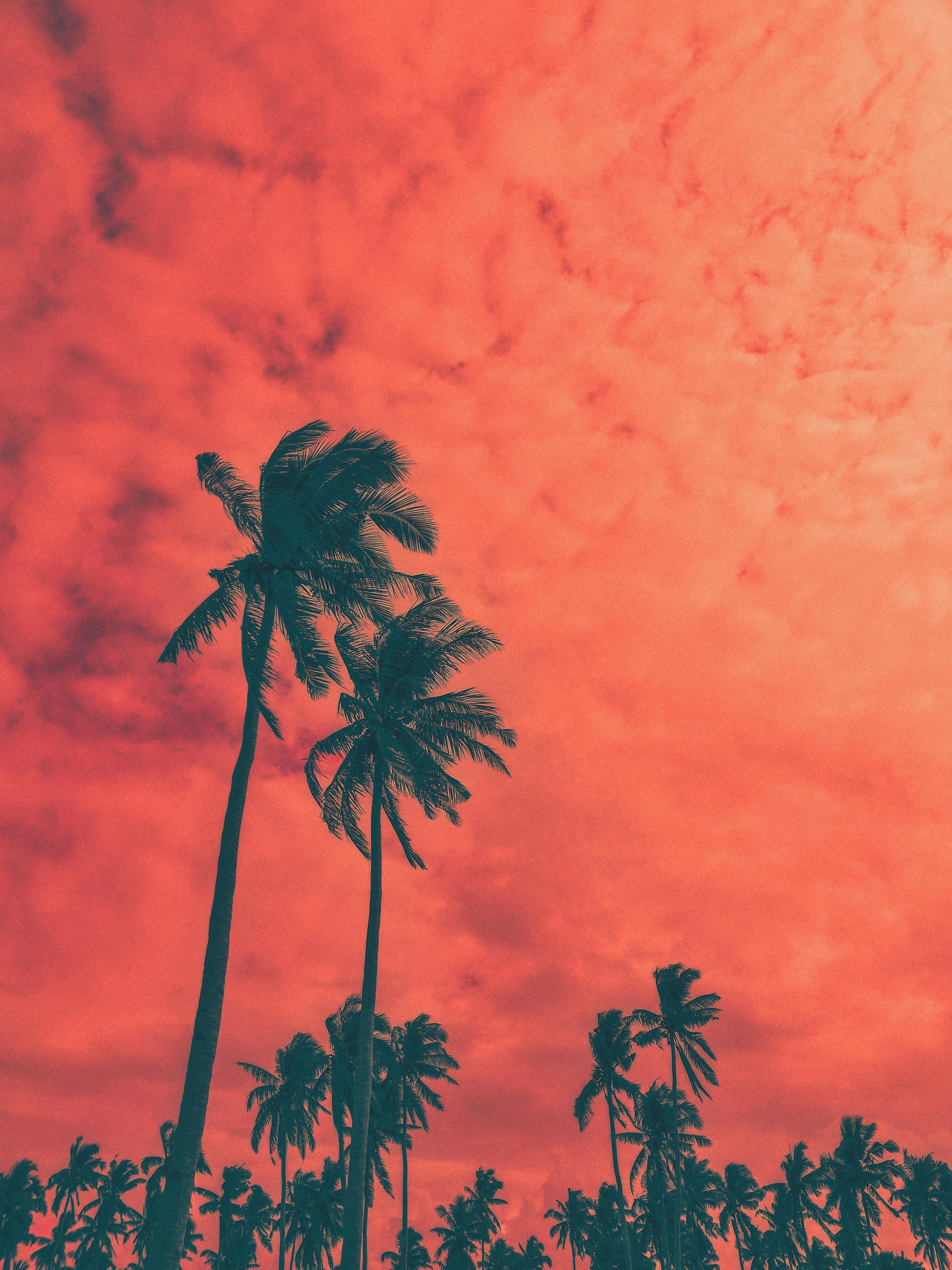3456x4608 Coconut Palm Trees · Free