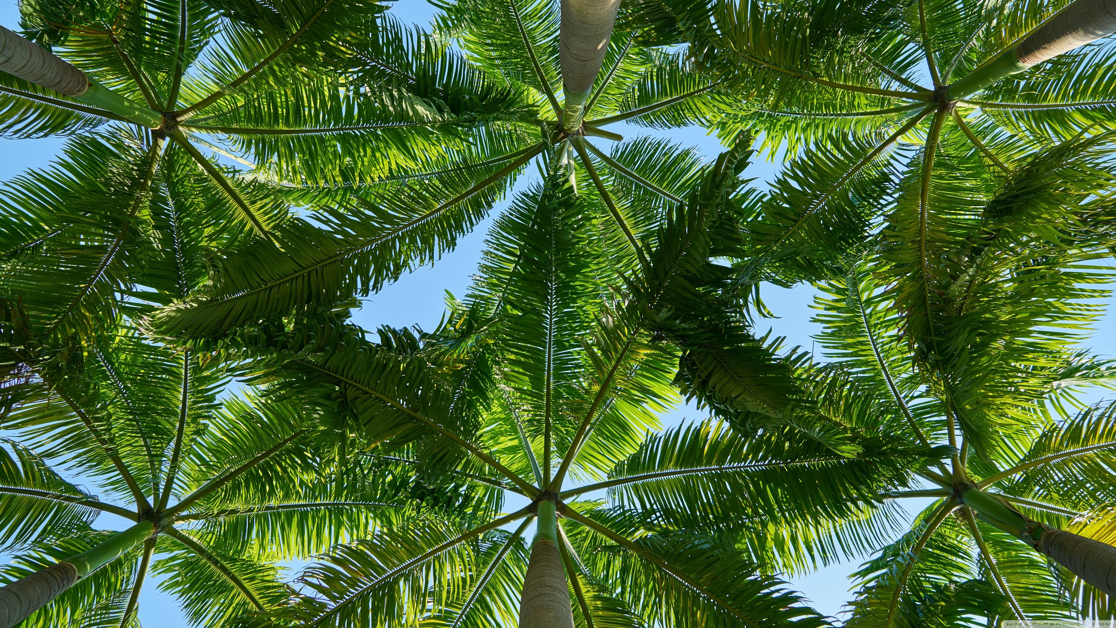 3840x2160 Palm Trees Ultra HD Desktop Background Wallpaper for 4K UHD TV : Widescreen & UltraWide Desktop & Laptop : Multi Display, Dual Monitor : Tablet