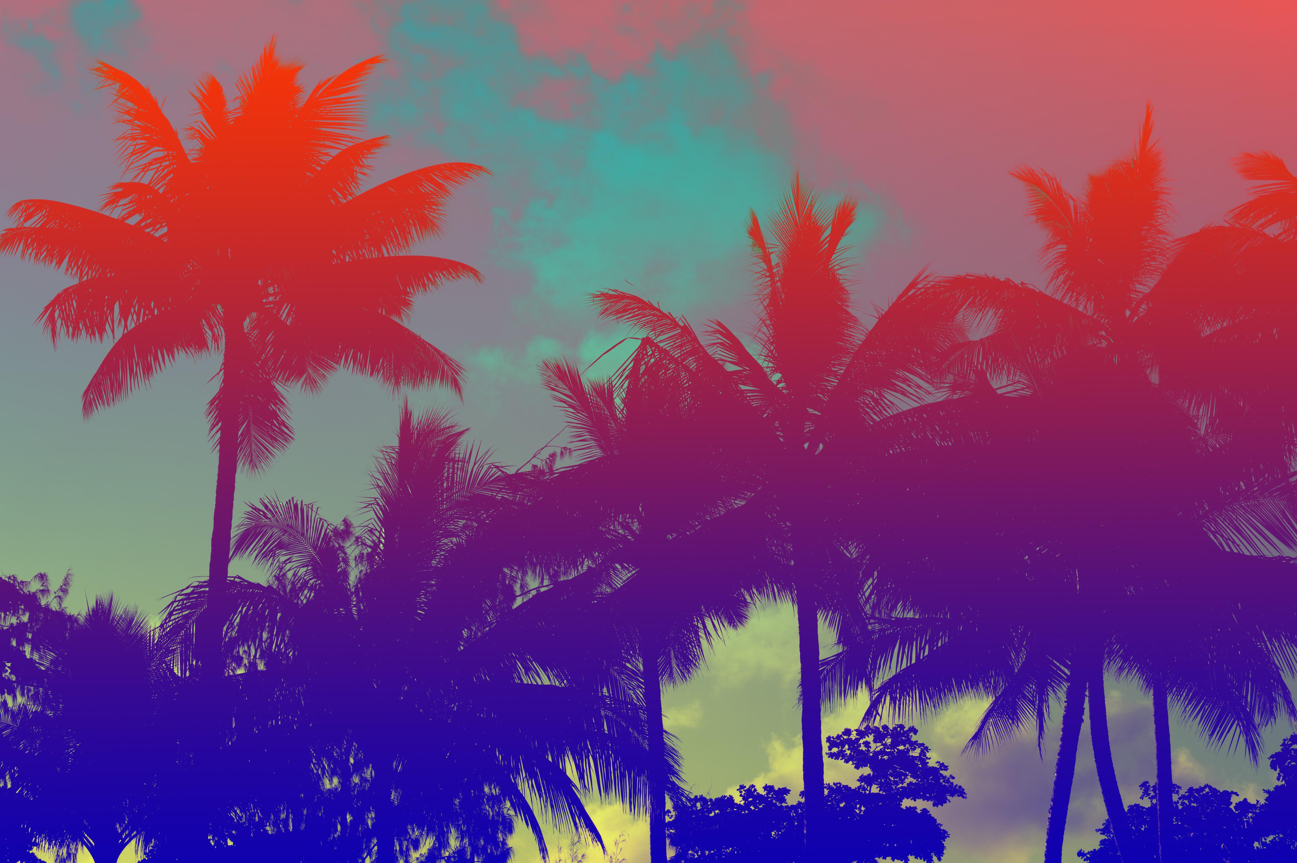 4256x2832 tropical coconut palms. Free background and textures