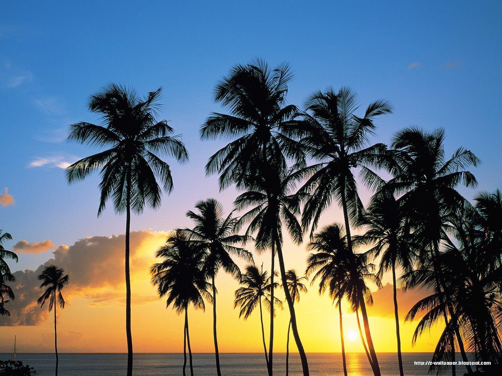 1600x1200 Vintage Palm Tree Wallpaper