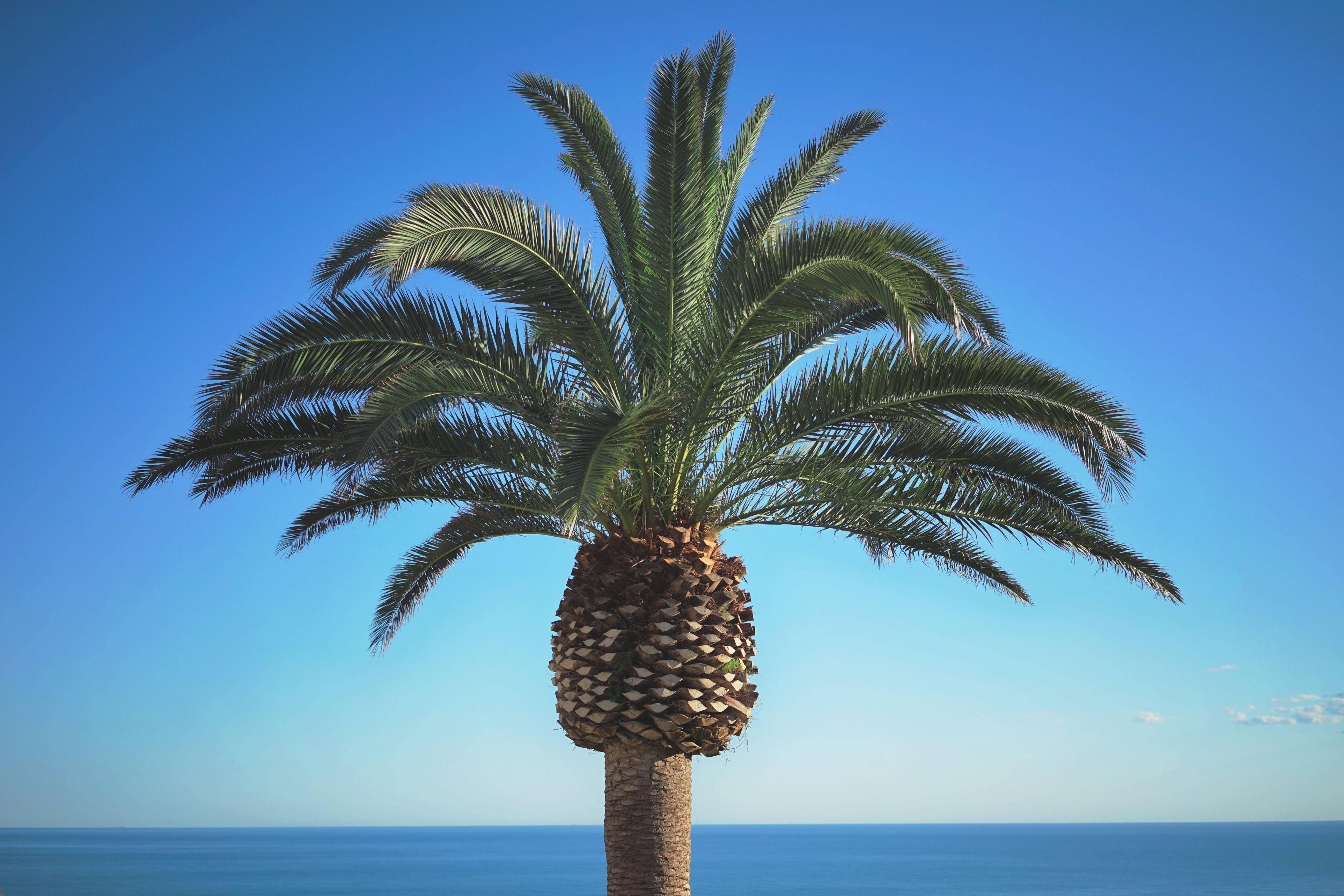 3849x2566 palm, tree, summer 1440P Resolution Wallpaper, HD Nature 4K Wallpaper, Image, Photo and Background