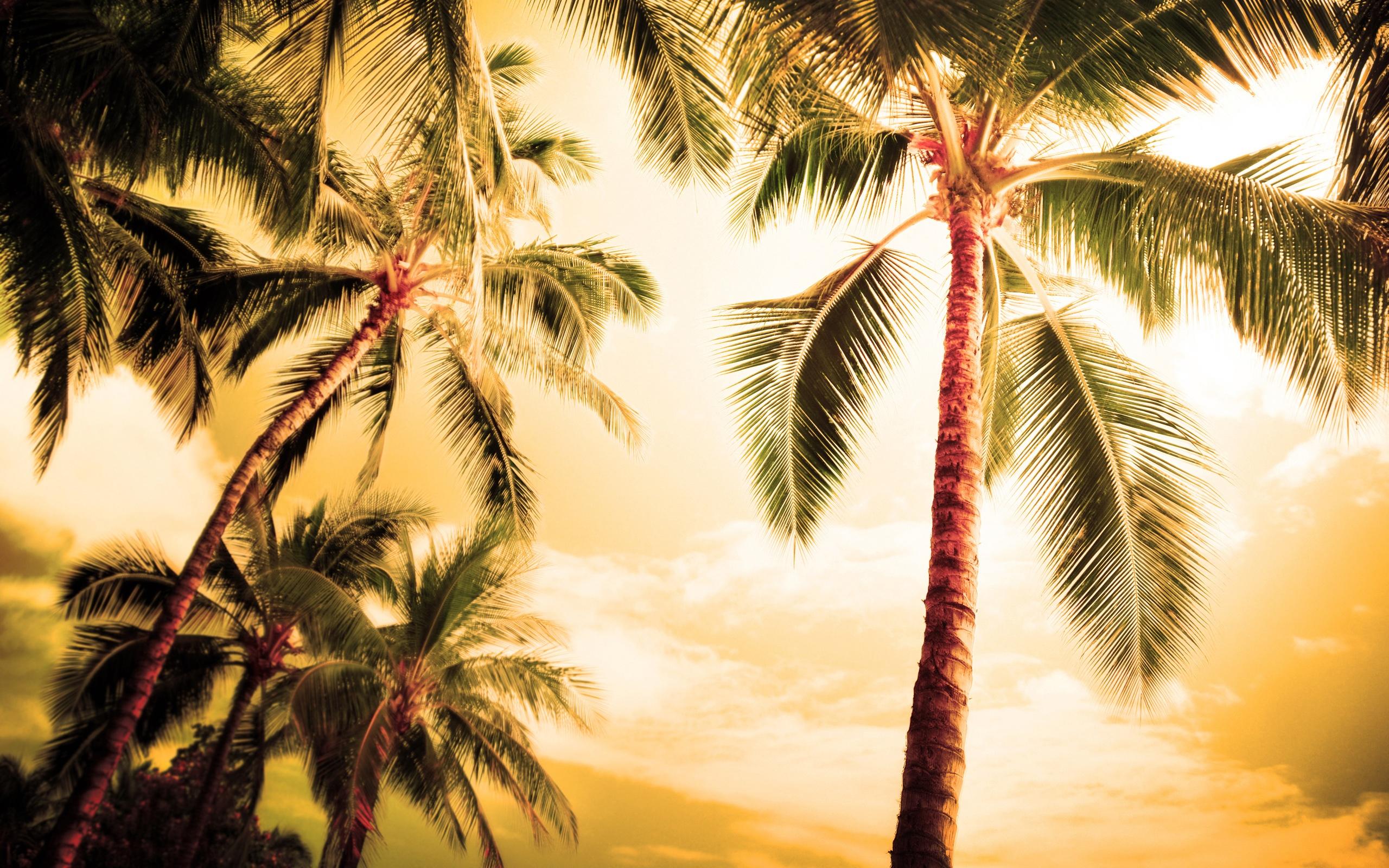 Summer Palm Trees Wallpapers - Top Free Summer Palm Trees Backgrounds