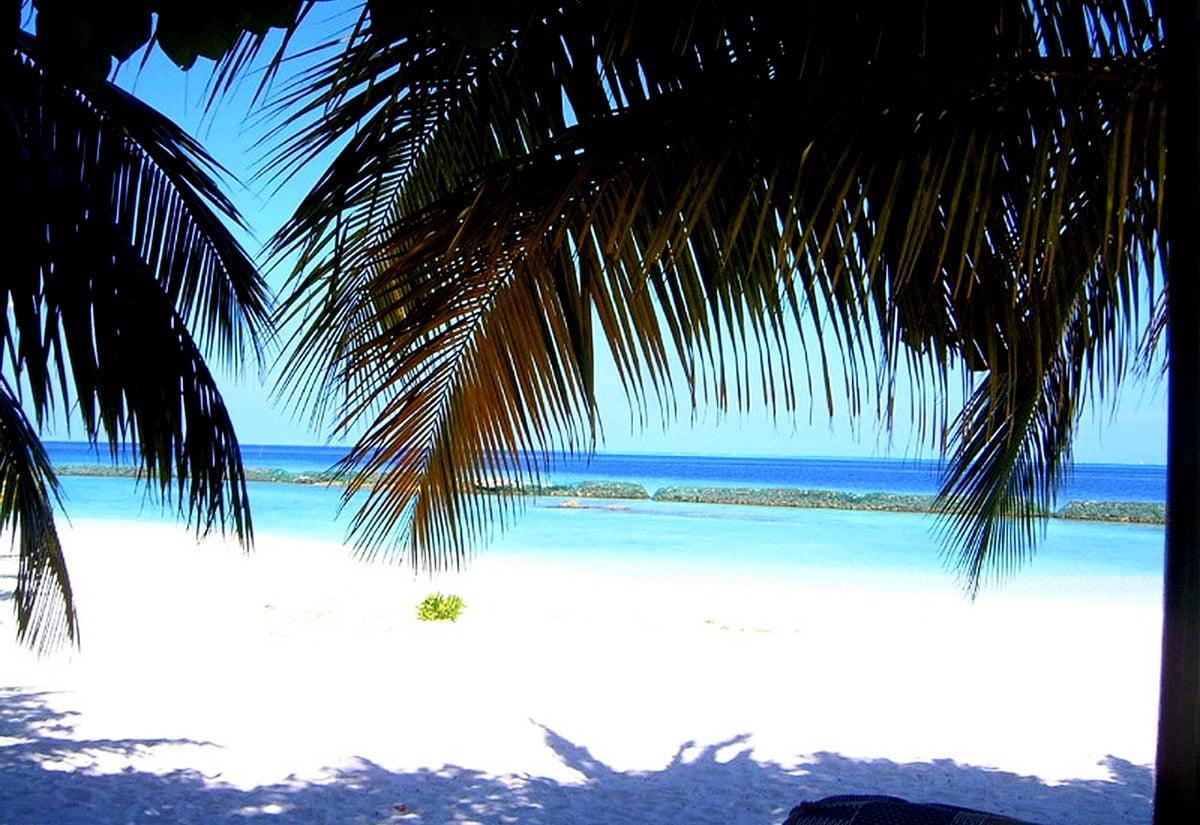 1200x825 Widescreen Summer, Nature, Palm Tree background. FREE Best picture