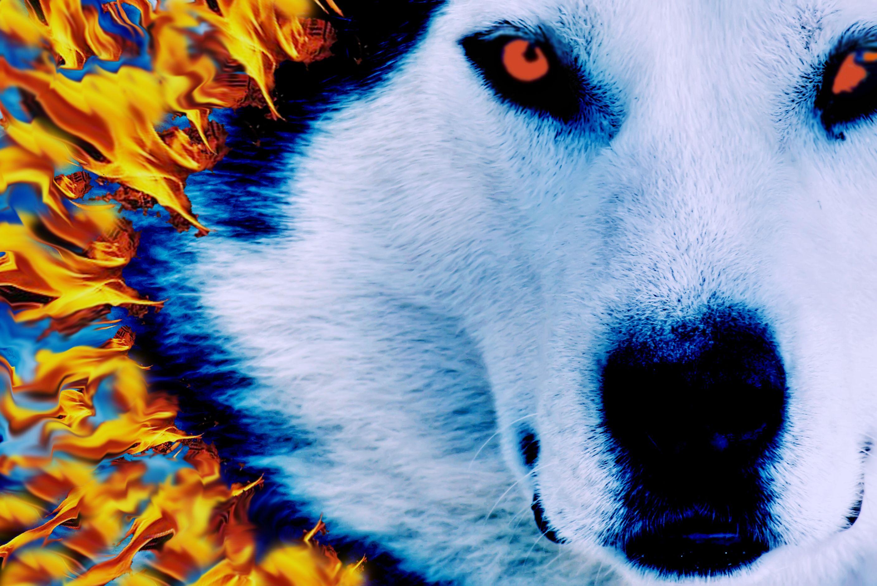 Fire and Ice Wolves Wallpapers Top