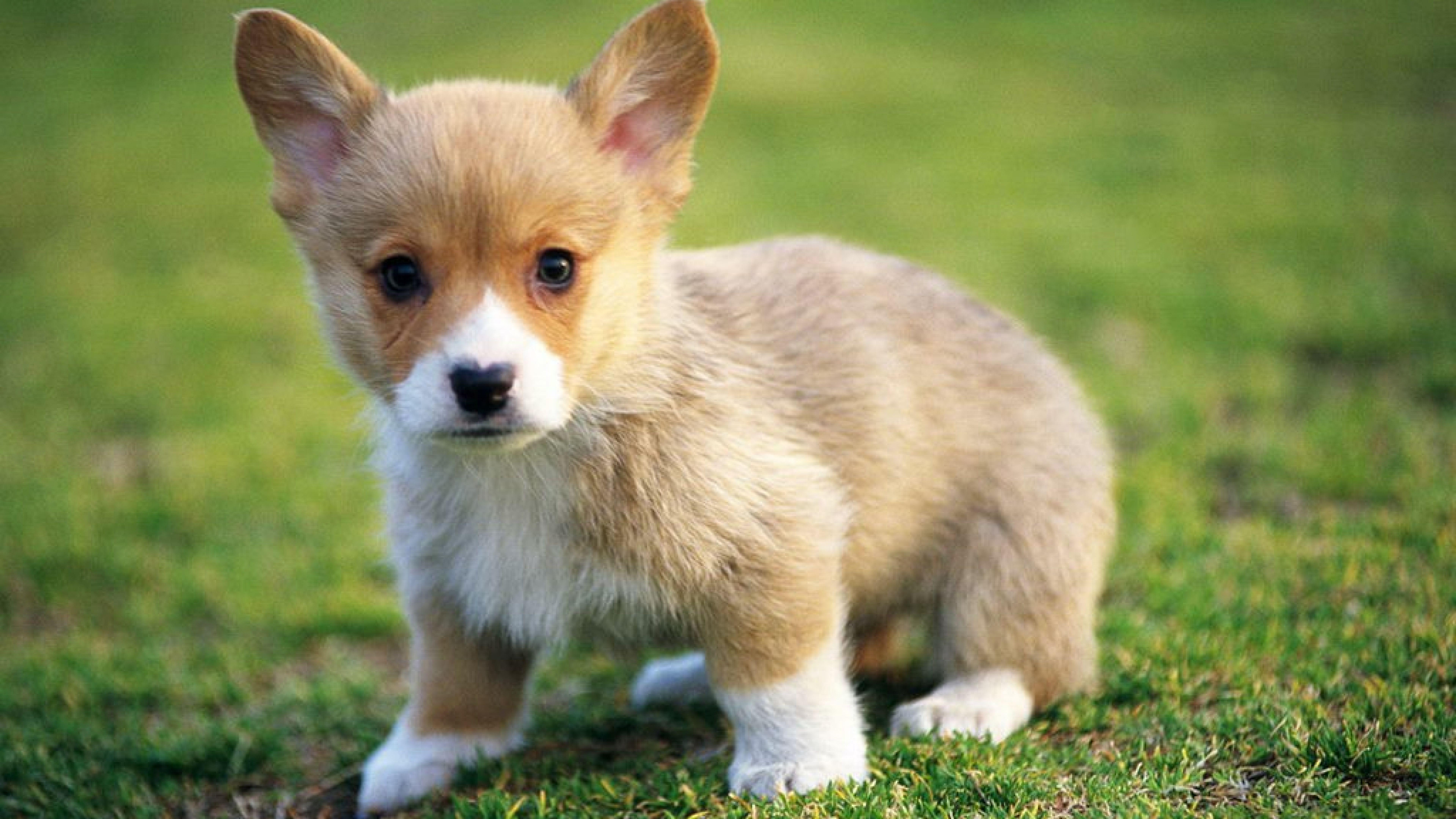 7680x4320 Free HD Animal Picture Pet Photography Wallpaper Download