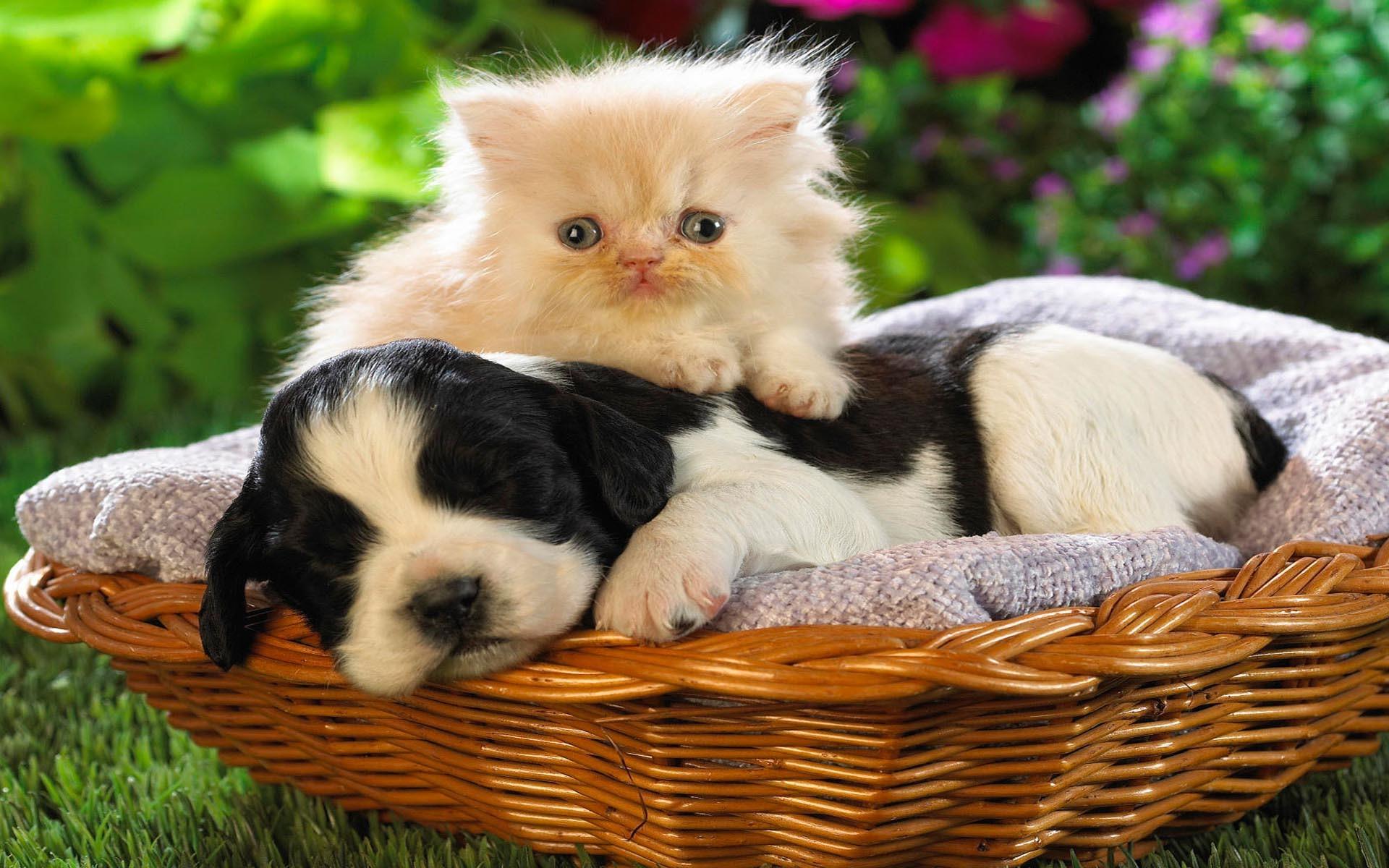1920x1200 Wallpaper Crazy Cats and Dogs