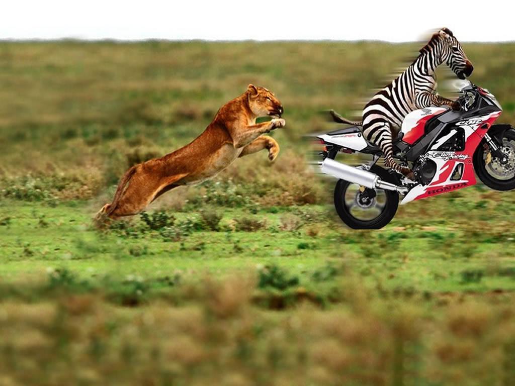 1024x768 Funny Desktop Background, Super Funny Desktop Background