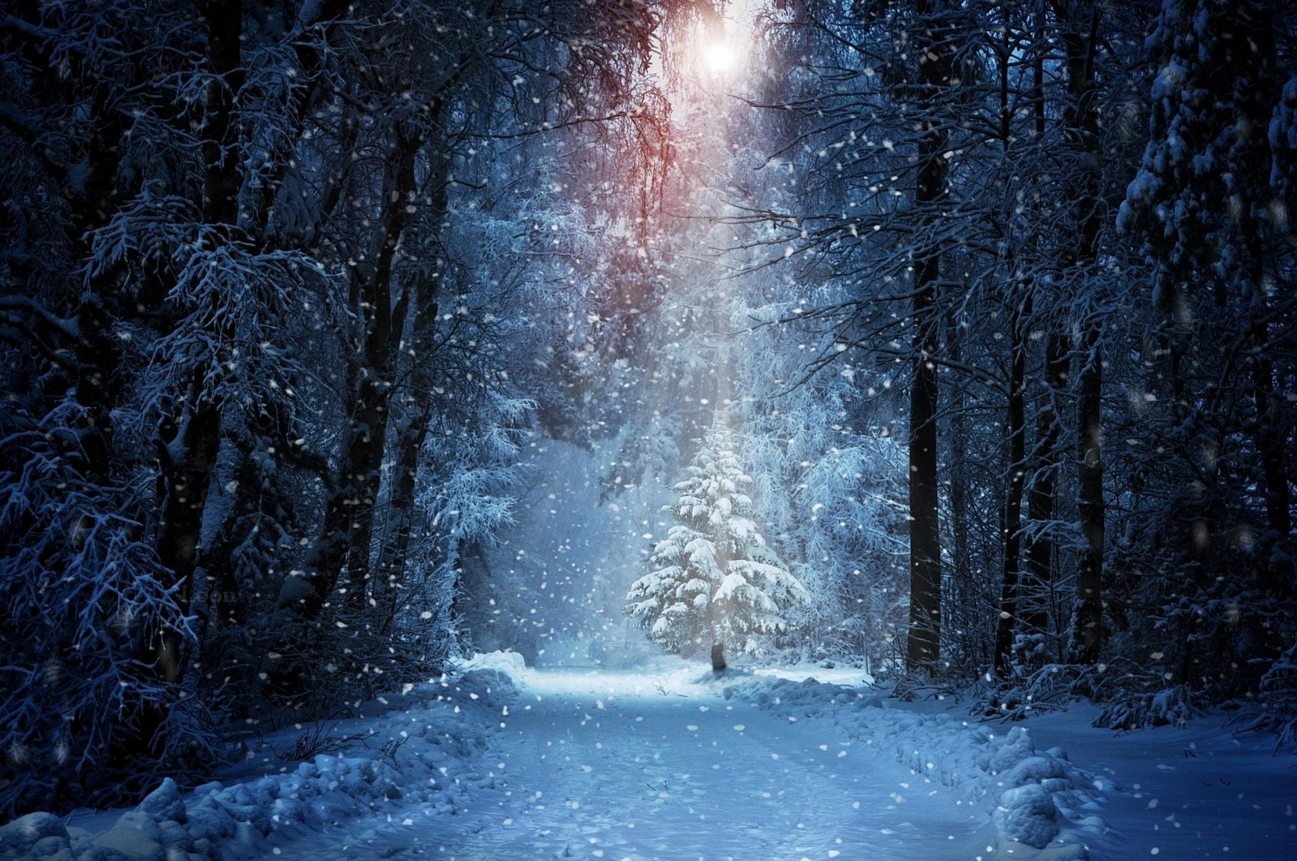 2560x1700 Download 2560x1700 Snow, Forest, Trees, Winter Wallpaper for Chromebook Pixel