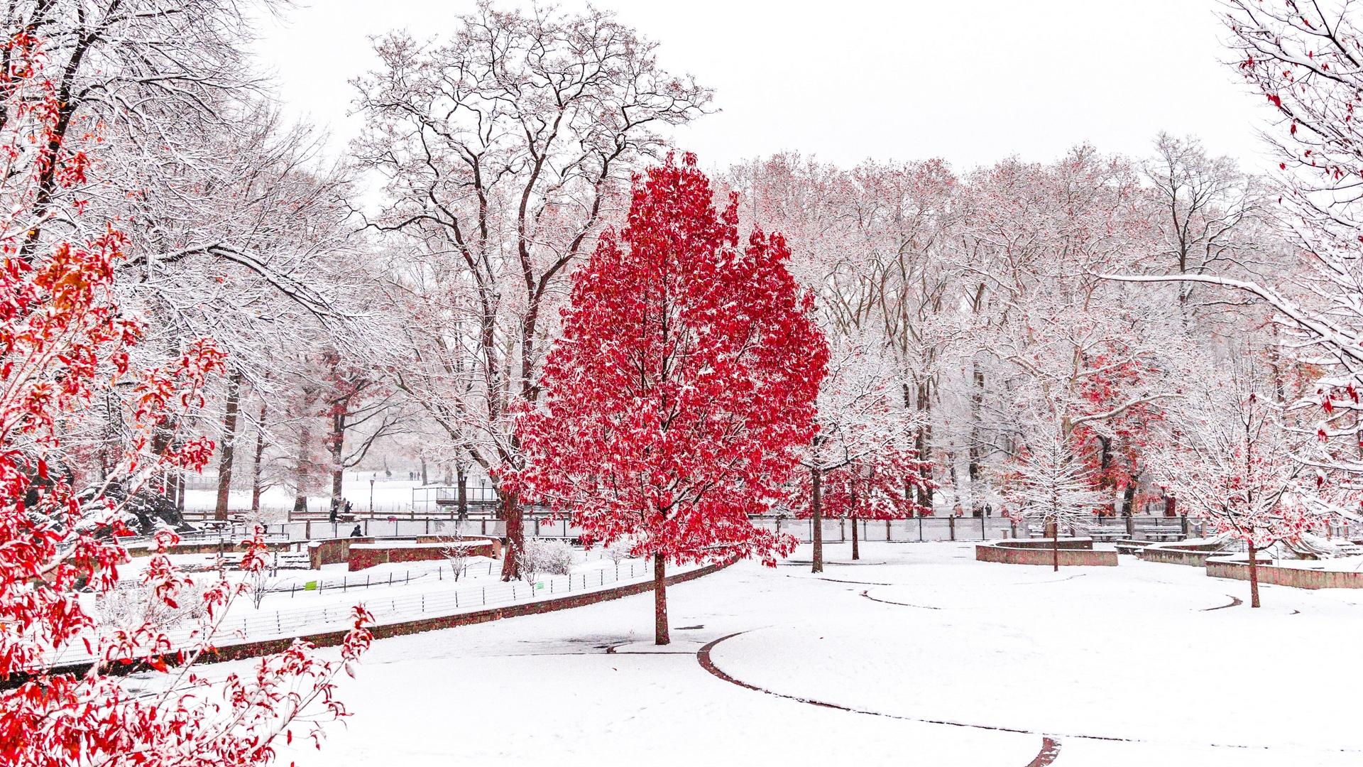 1920x1080 Park Trees Snow View In Winter Tree In Snow
