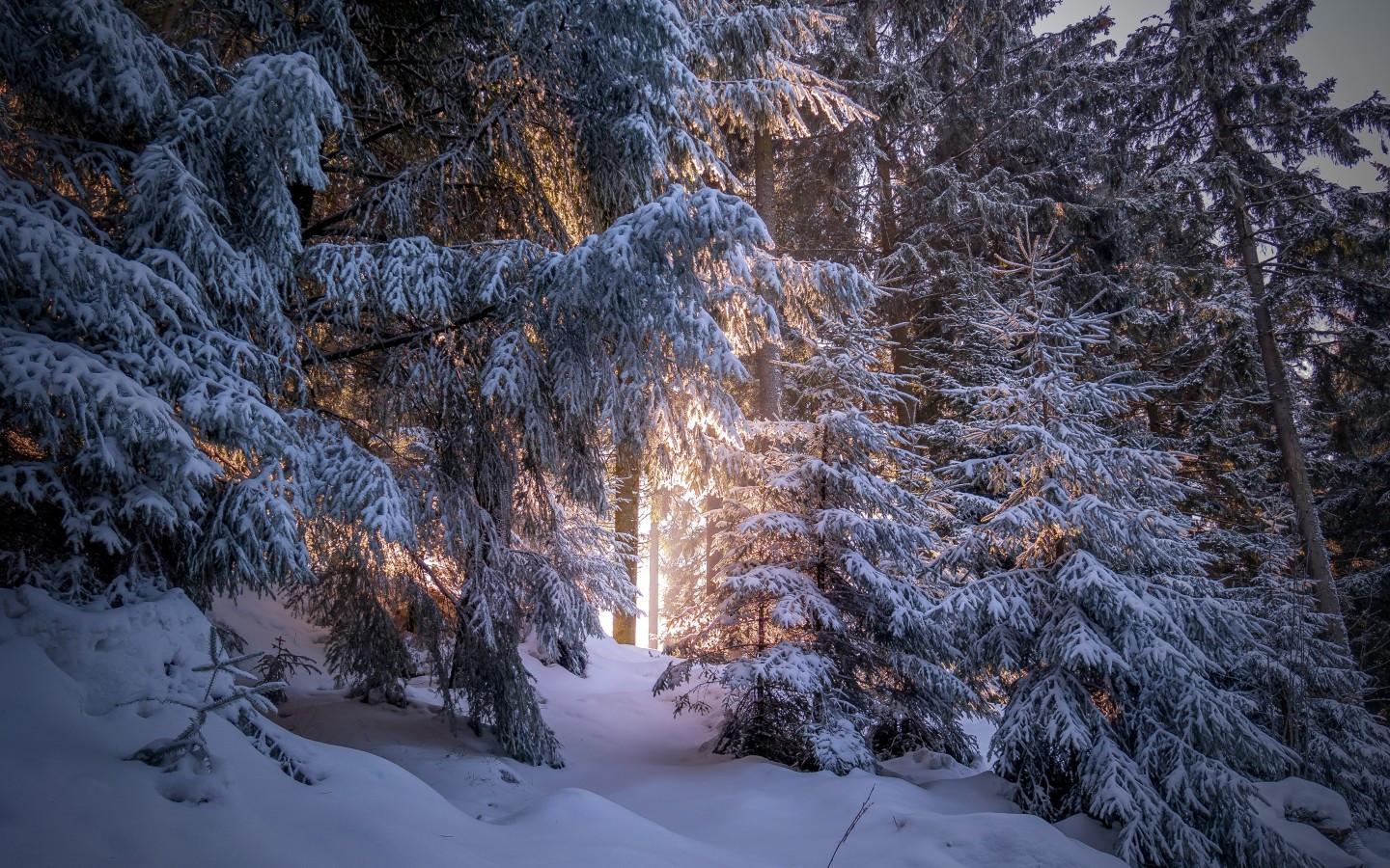 1440x900 Download 1440x900 Forest, Snow, Winter, Sunlight, Trees Wallpaper for MacBook Pro 15 inch, MacBook Air 13 inch