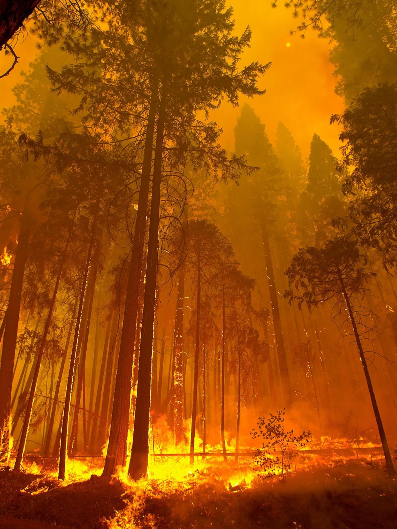 1536x2048 Free download Forest Fire Wallpaper 43 Forest Fire HD Wallpaper [4096x2727] for your Desktop, Mobile & Tablet. Explore Forest Fire Wallpaper. Wildland Fire Wallpaper, Fire Fighting Wallpaper