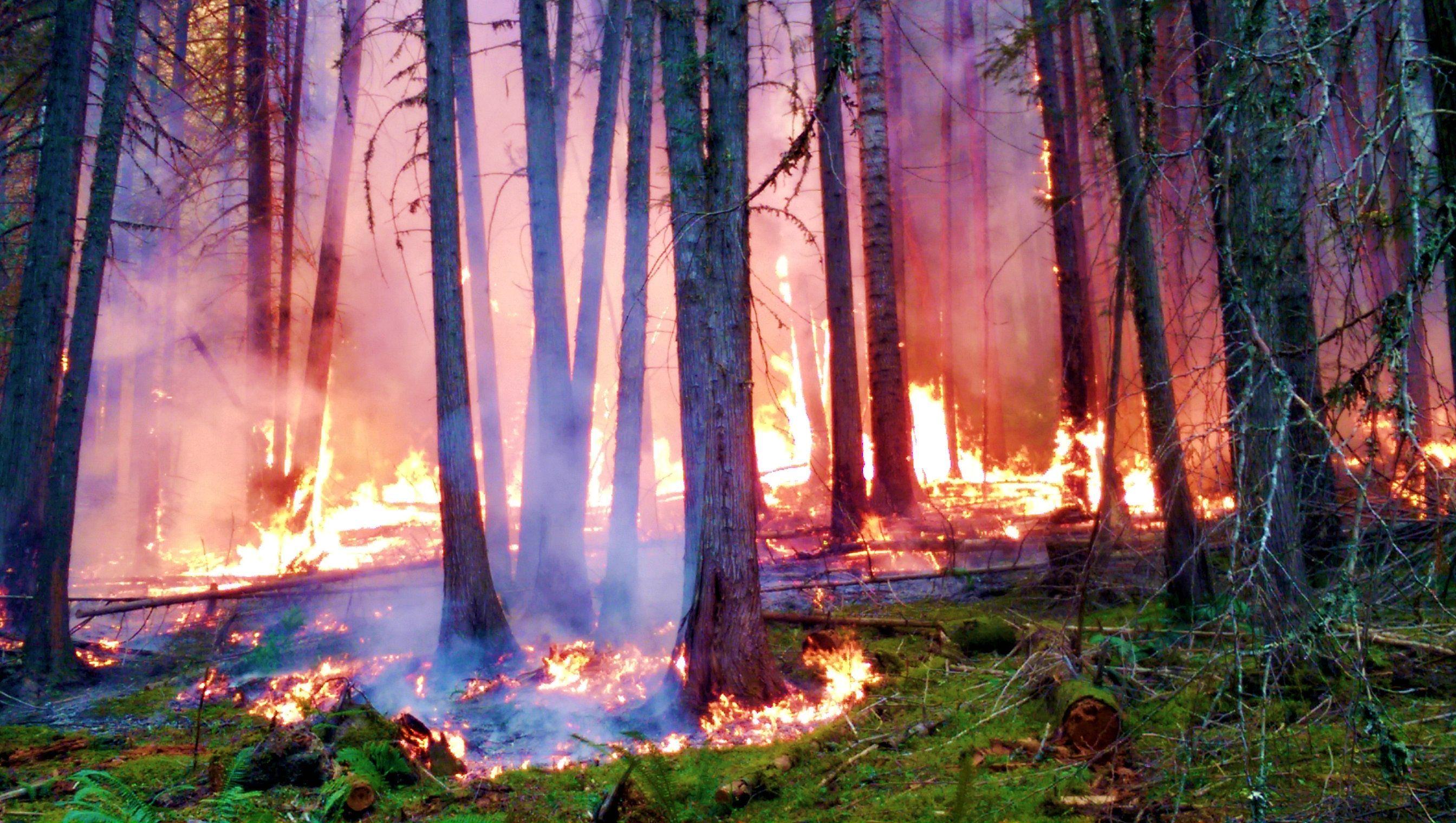 2688x1520 Forest Fire 4k Wallpaper