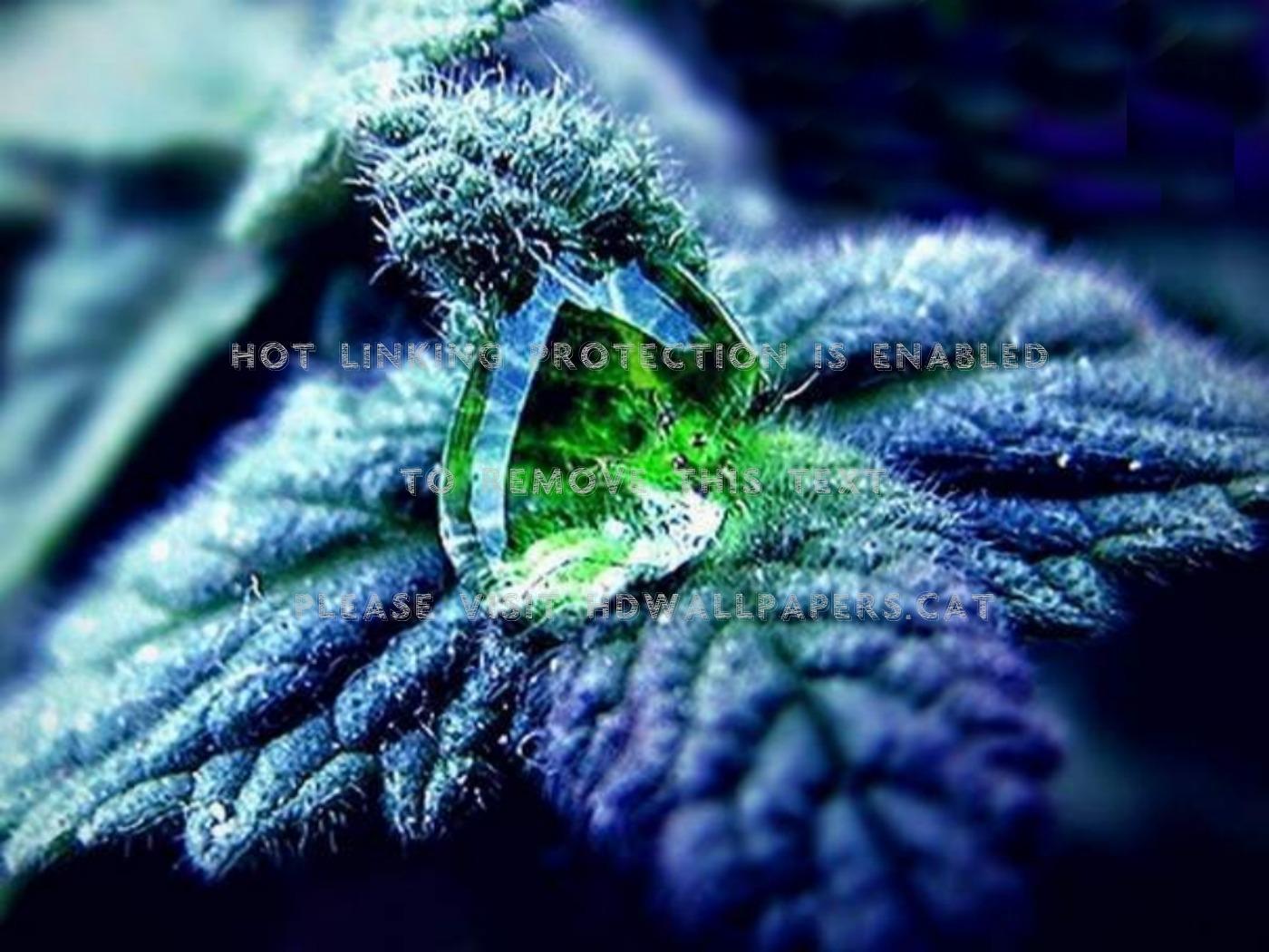 1400x1050 natures gem stone blue leaves leaf close up