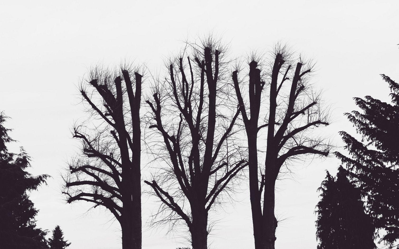 1680x1050 Download wallpaper 1680x1050 trees, branches, aesthetic, bw