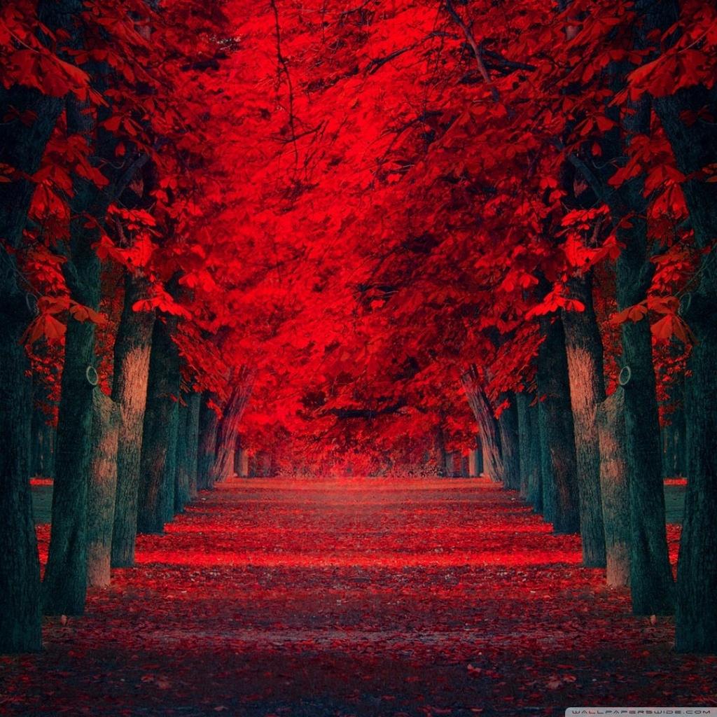 1024x1024 Dreamlike Ultra HD Desktop Background Wallpaper for 4K UHD TV : Widescreen & UltraWide Desktop & Laptop : Tablet