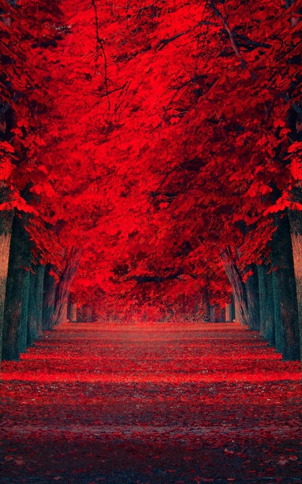 1000x1600 Dreamlike Mobile Wallpaper