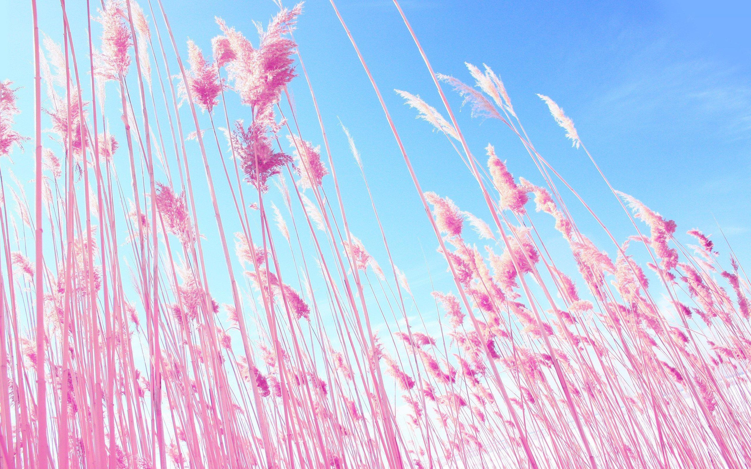 2560x1600 Dreamy wallpaper