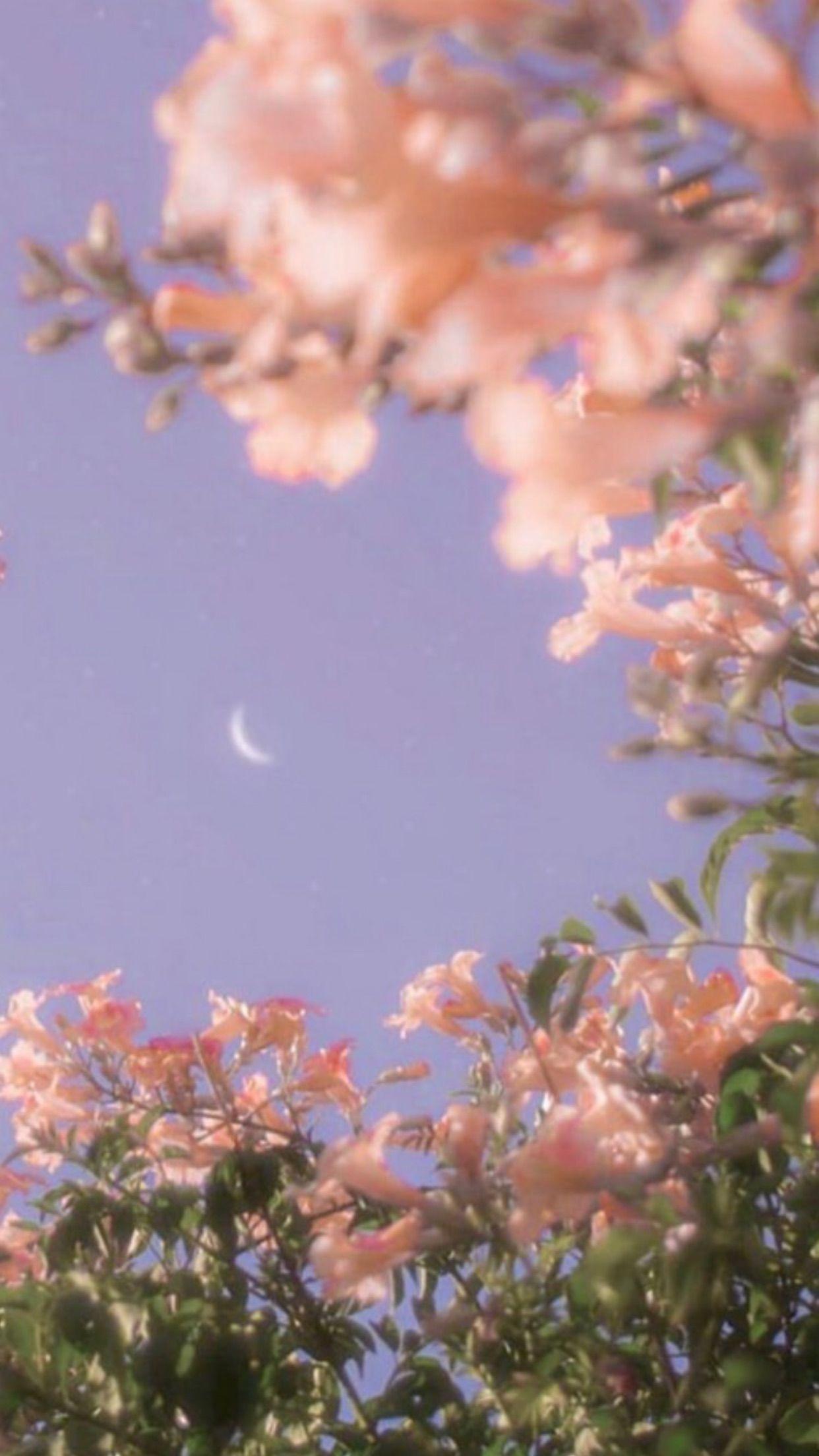 1242x2208 Dreamy Beauty Wallpaper