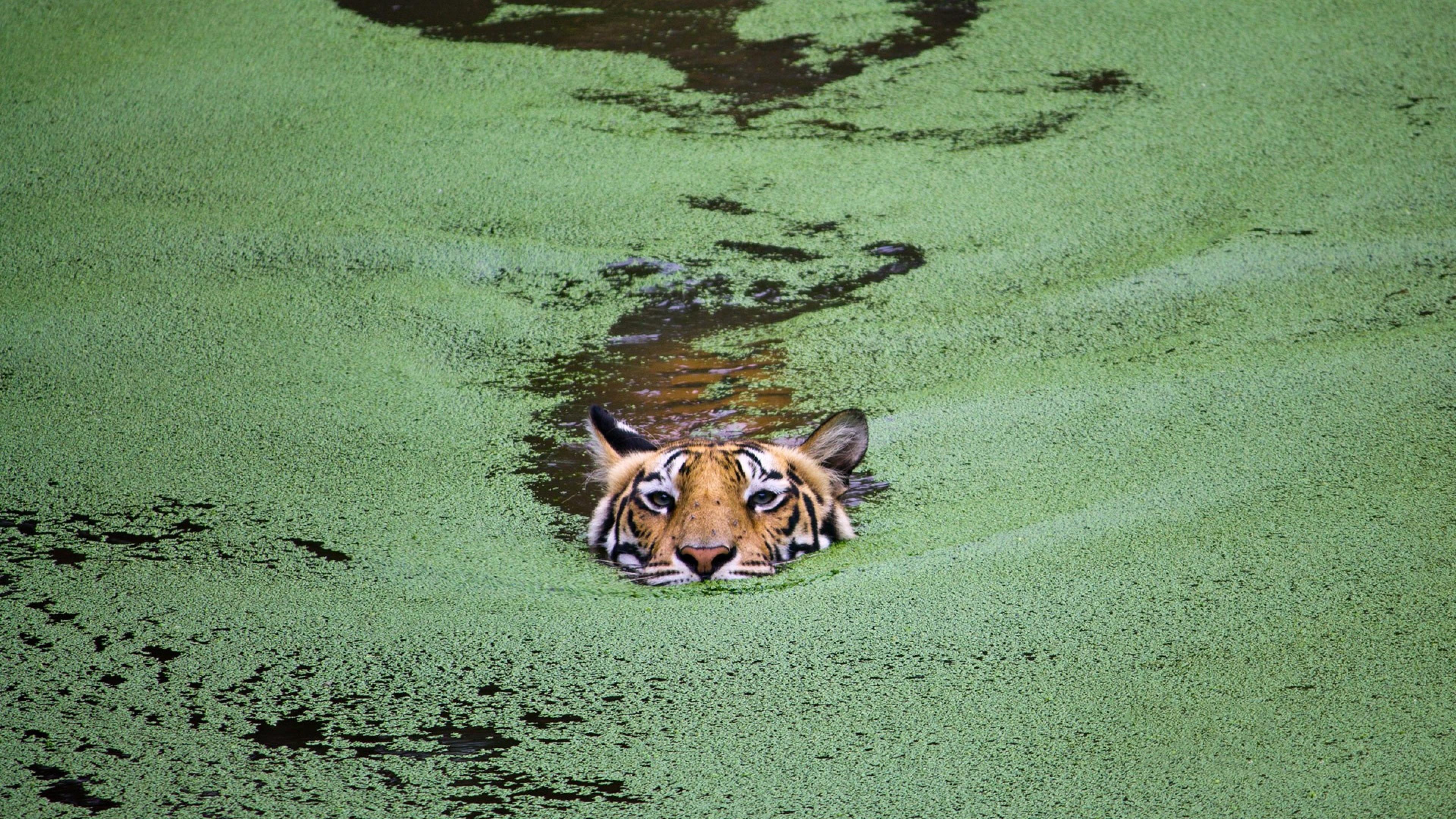 3840x2160 Download 3840x2160 Tiger, Underwater, Predator, Algae Wallpaper for UHD TV