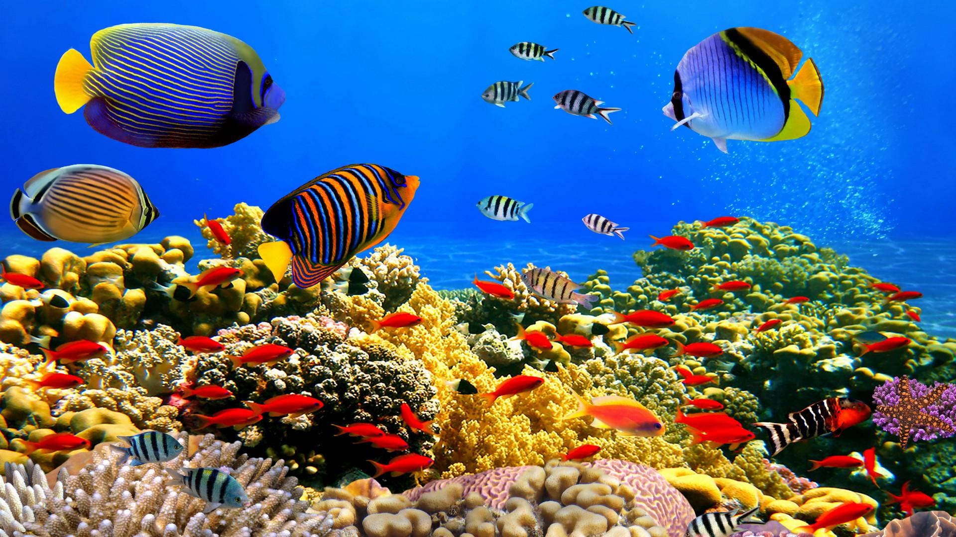 1920x1080 Underwater World Corals Tropical Colorful Fish HD Desktop Wallpaper :